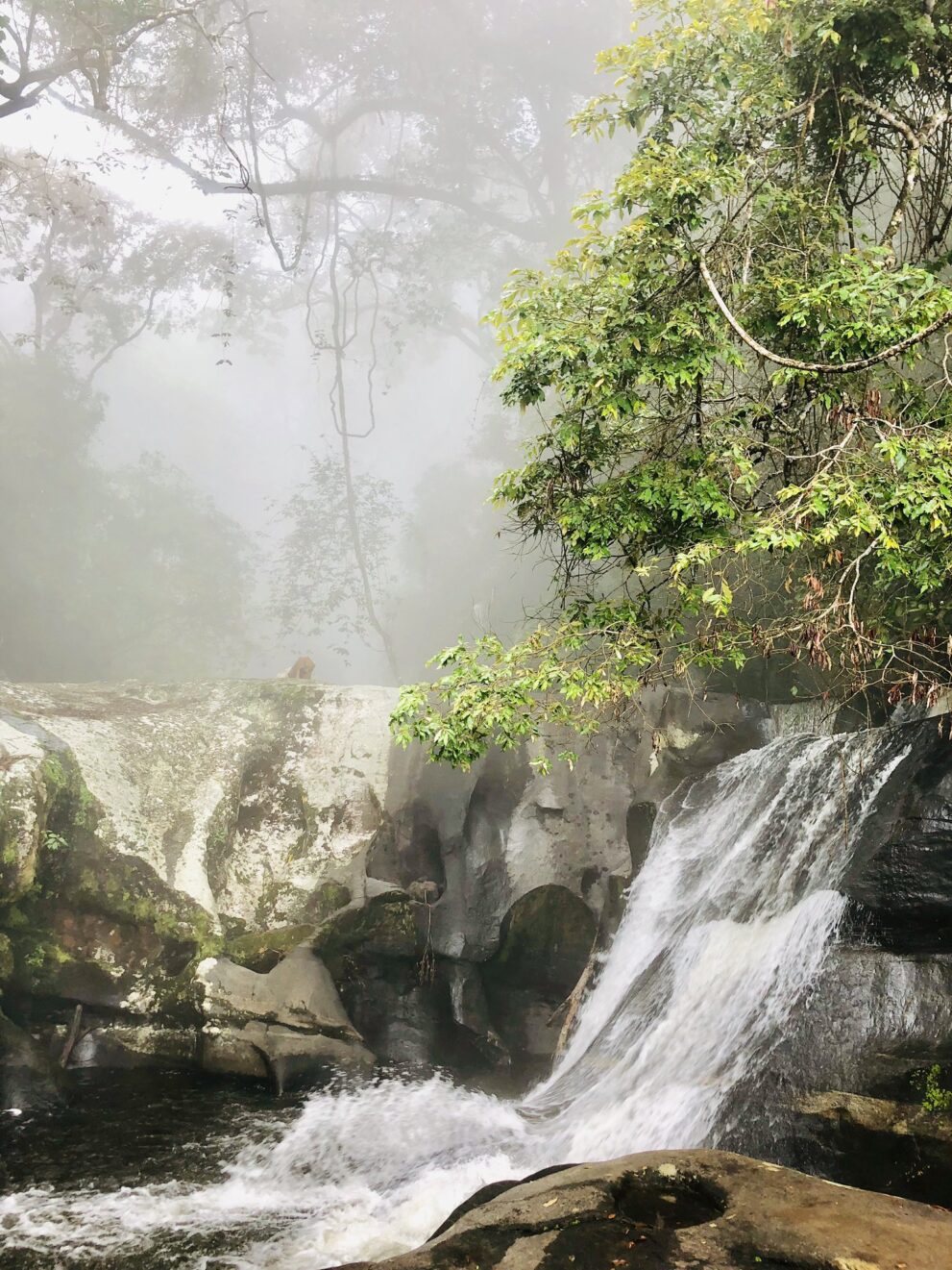Wasser schießt über eine glatte Felsrinne in ein Becken, dahinter Bäume im dichten Nebel.