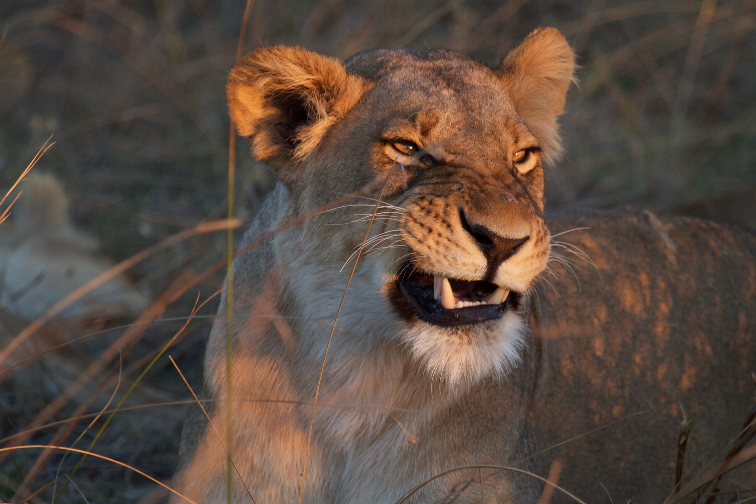Löwin im Morgenlicht in Savuti, August 2017