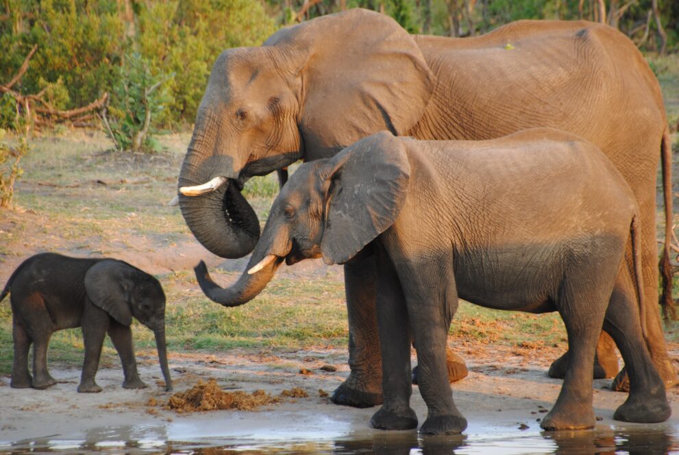 Elefantenkuh mit zwei Jungtieren an einem Wasserloch im Savuti-Gebiet des Chobe-Nationalparks