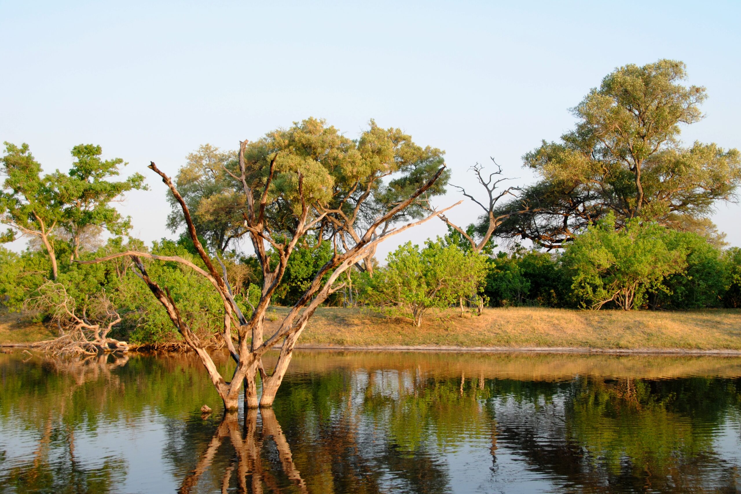 Der Savuti-Kanal im Chobe-Nationalpark, Bäume am Ufer spiegeln sich im stillen Wasser