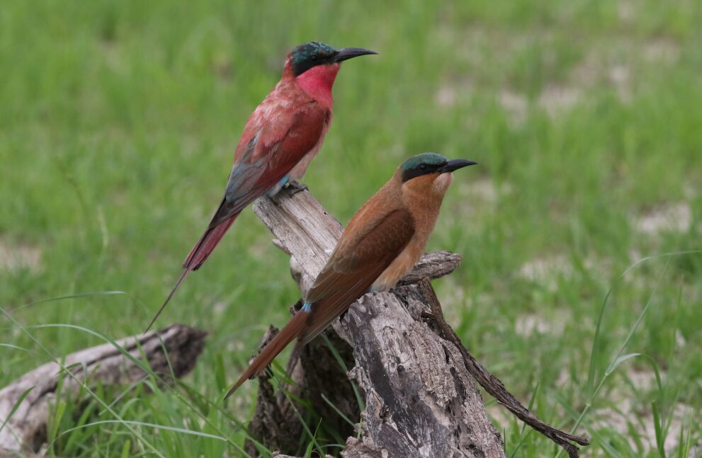 Zwei Karminspinte auf einem toten Ast im Gras des Savuti-Sumpfs im Chobe-Nationalpark