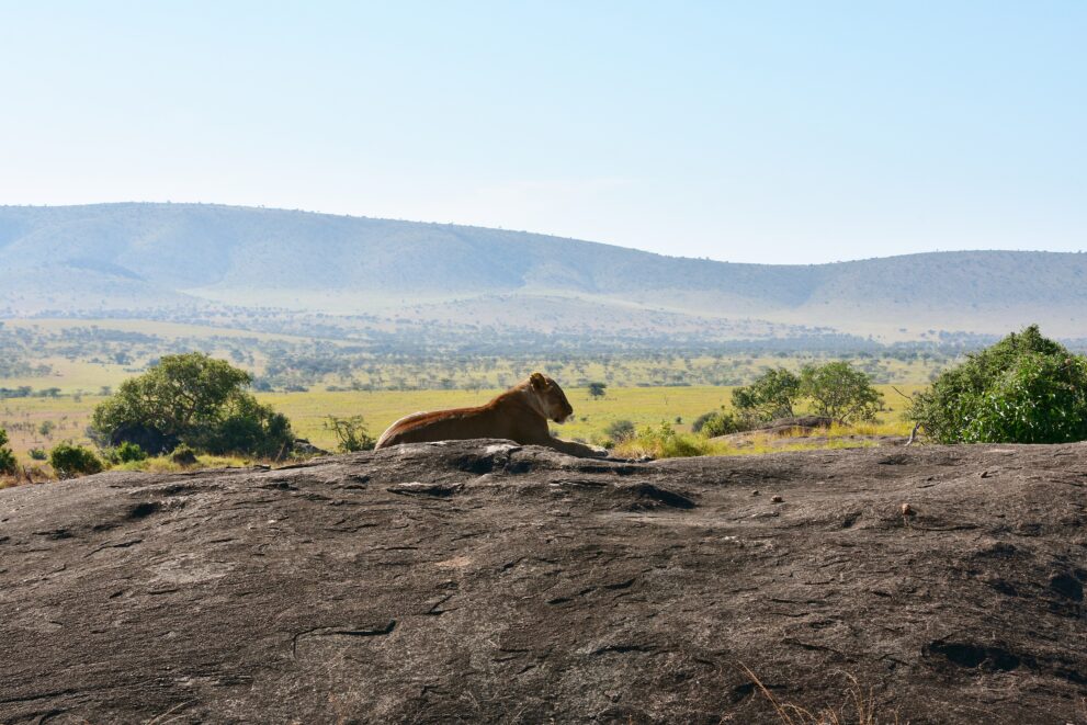 Löwin ruht auf einem Granitfelsen in der Serengeti in Tansania, dahinter Savanne, Bäume und Hügel