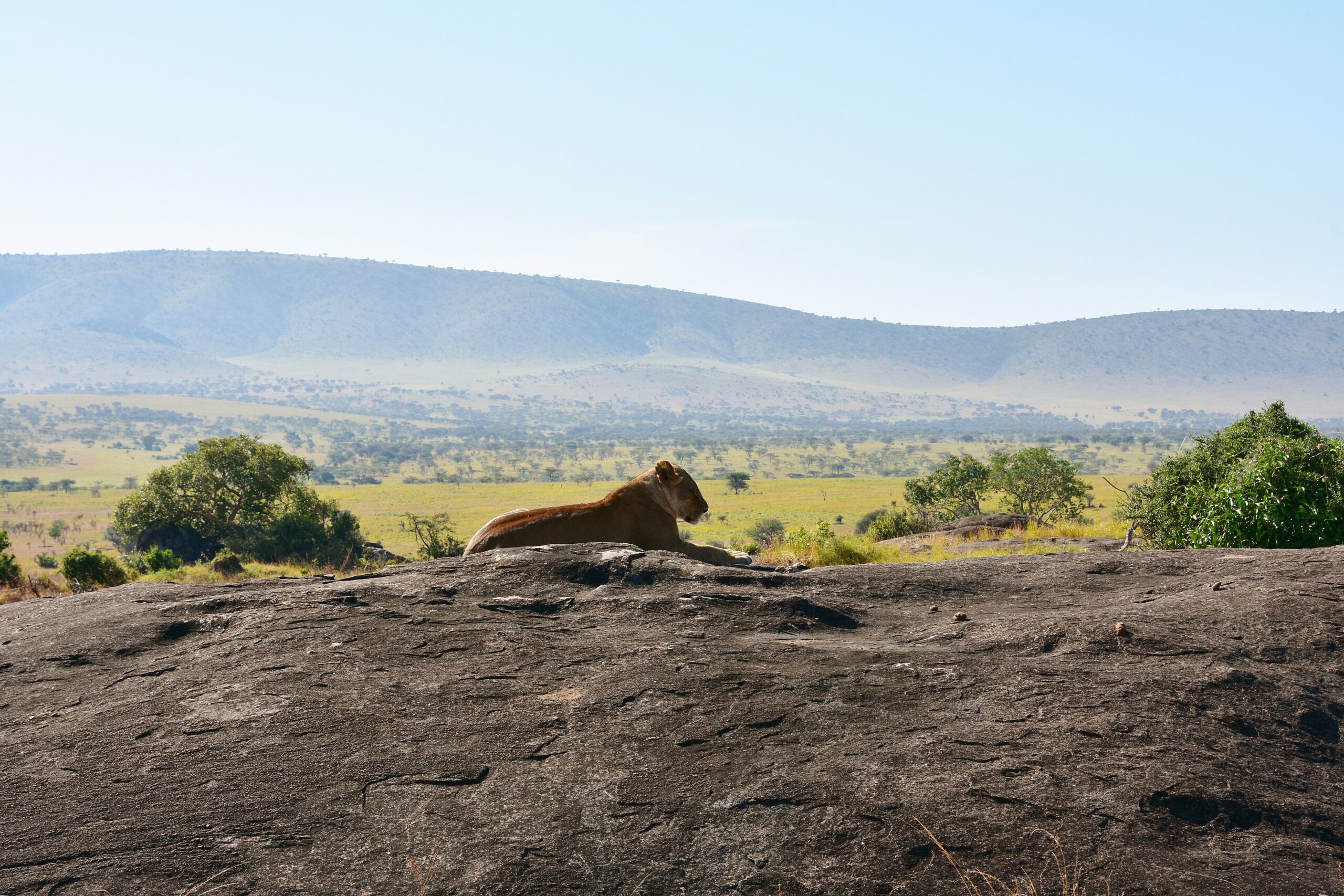 Löwin auf einem Kopje in der Serengeti