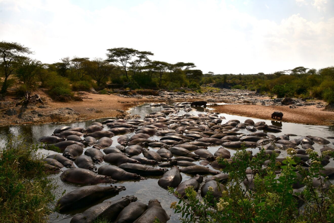 Dutzende Flusspferde liegen dicht an dicht im flachen Wasser des Retima Hippo Pool im Serengeti-Nationalpark