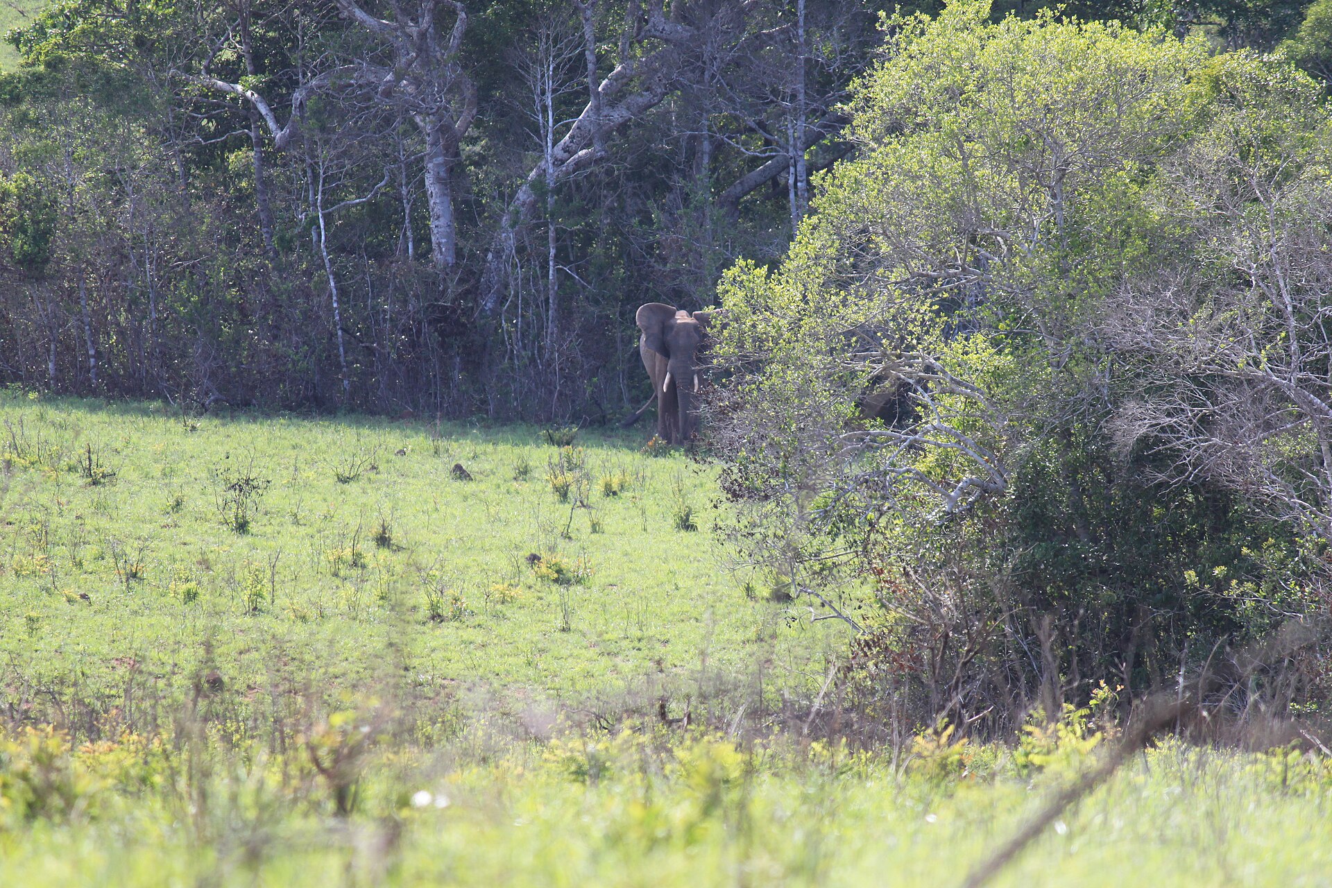 Elefant am Waldrand in den Shimba Hills, 2011