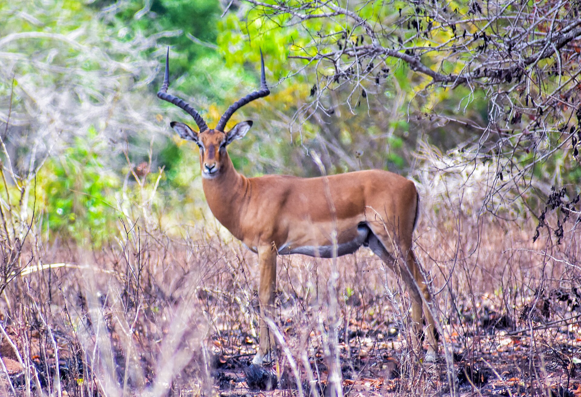 Impala-Bock im Busch der Shimba Hills, 2021