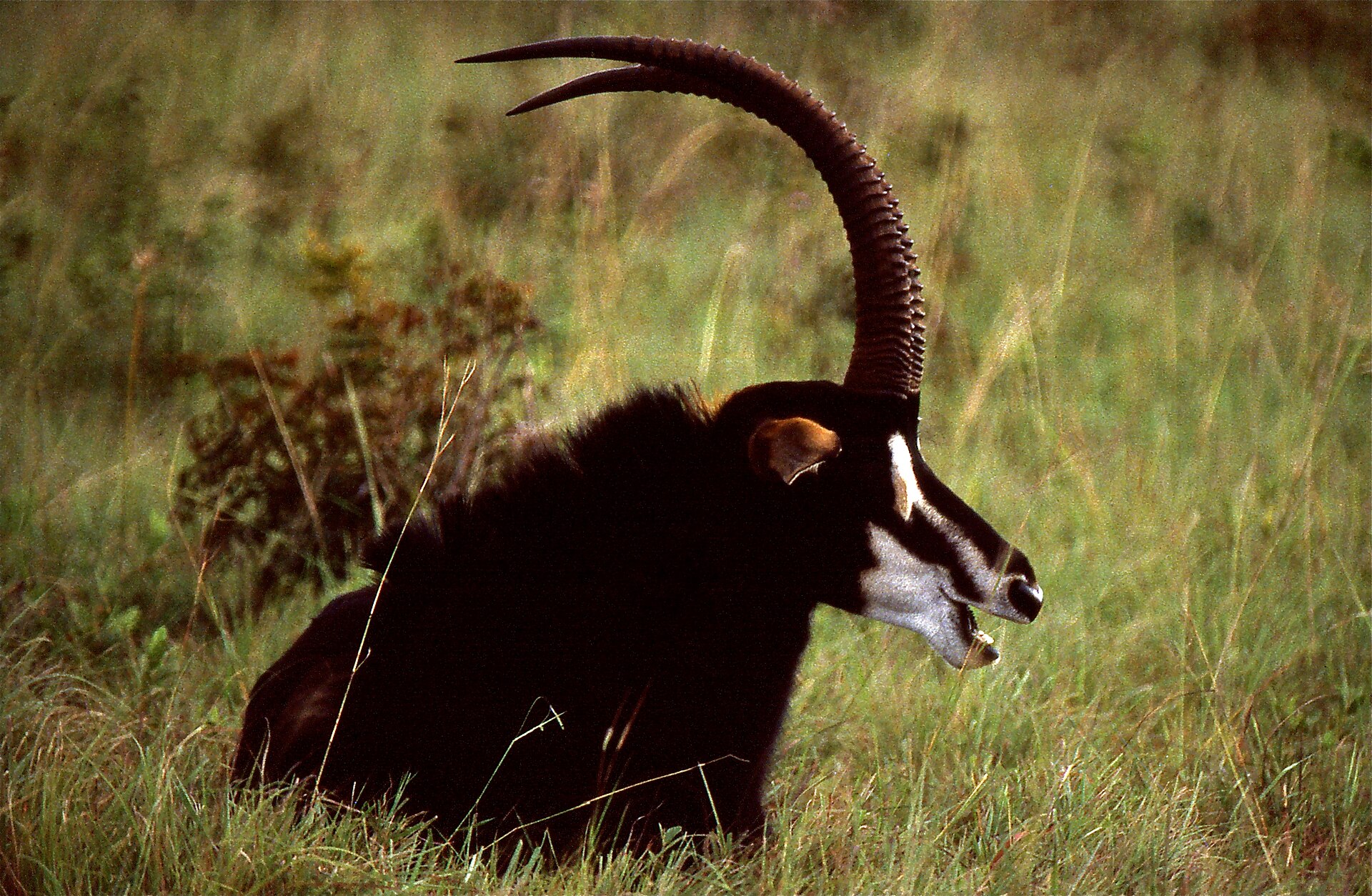Rappenantilopen-Bulle in den Shimba Hills, 1990