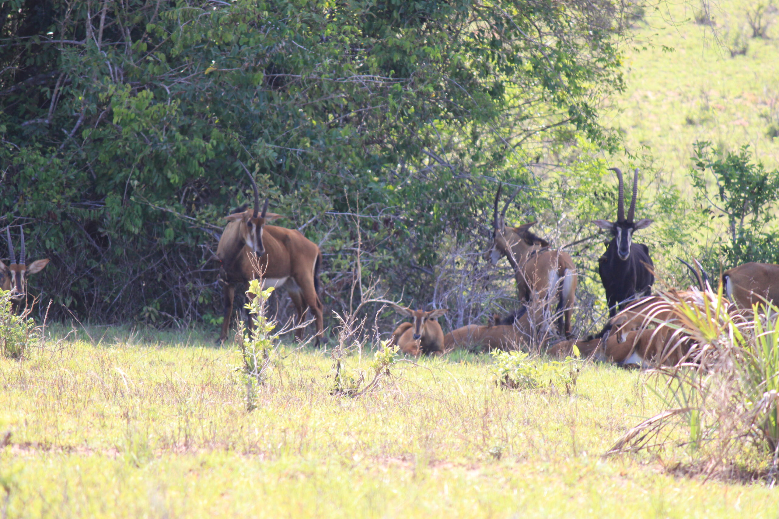 Eine Herde Rappenantilopen mit einem dunklen Bullen ruht und steht im Gras vor dichtem Busch, Shimba-Hills-Nationalreservat