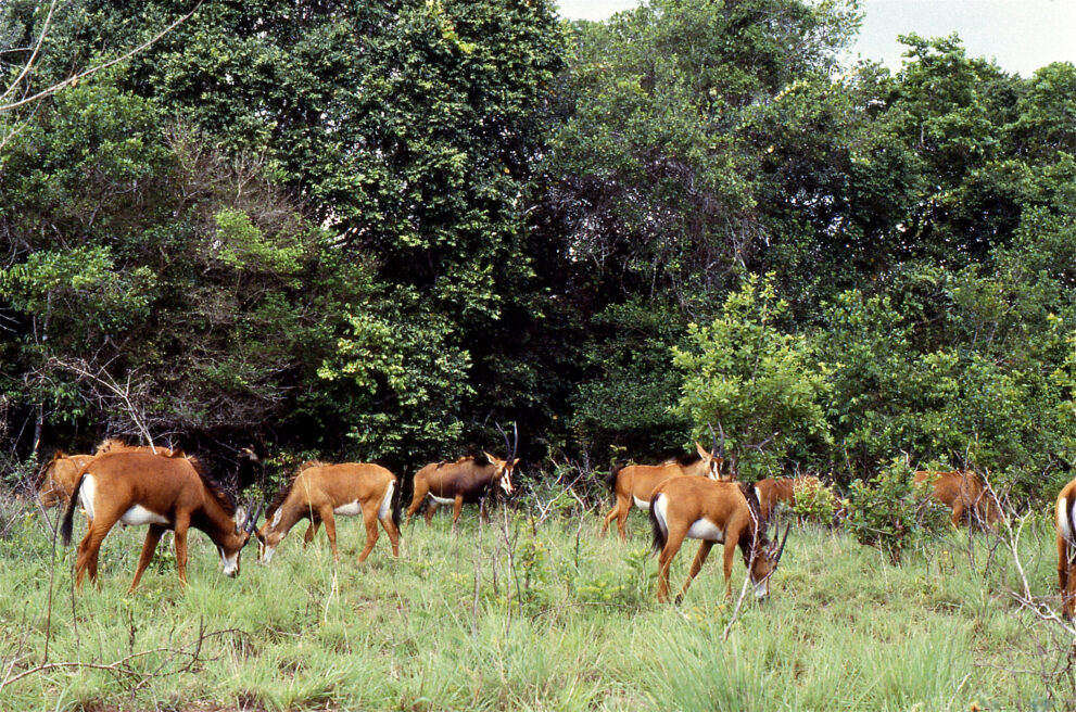 Rotbraune Rappenantilopen-Weibchen mit geschwungenen Hörnern äsen im Gras vor dichtem Wald, Shimba-Hills-Nationalreservat