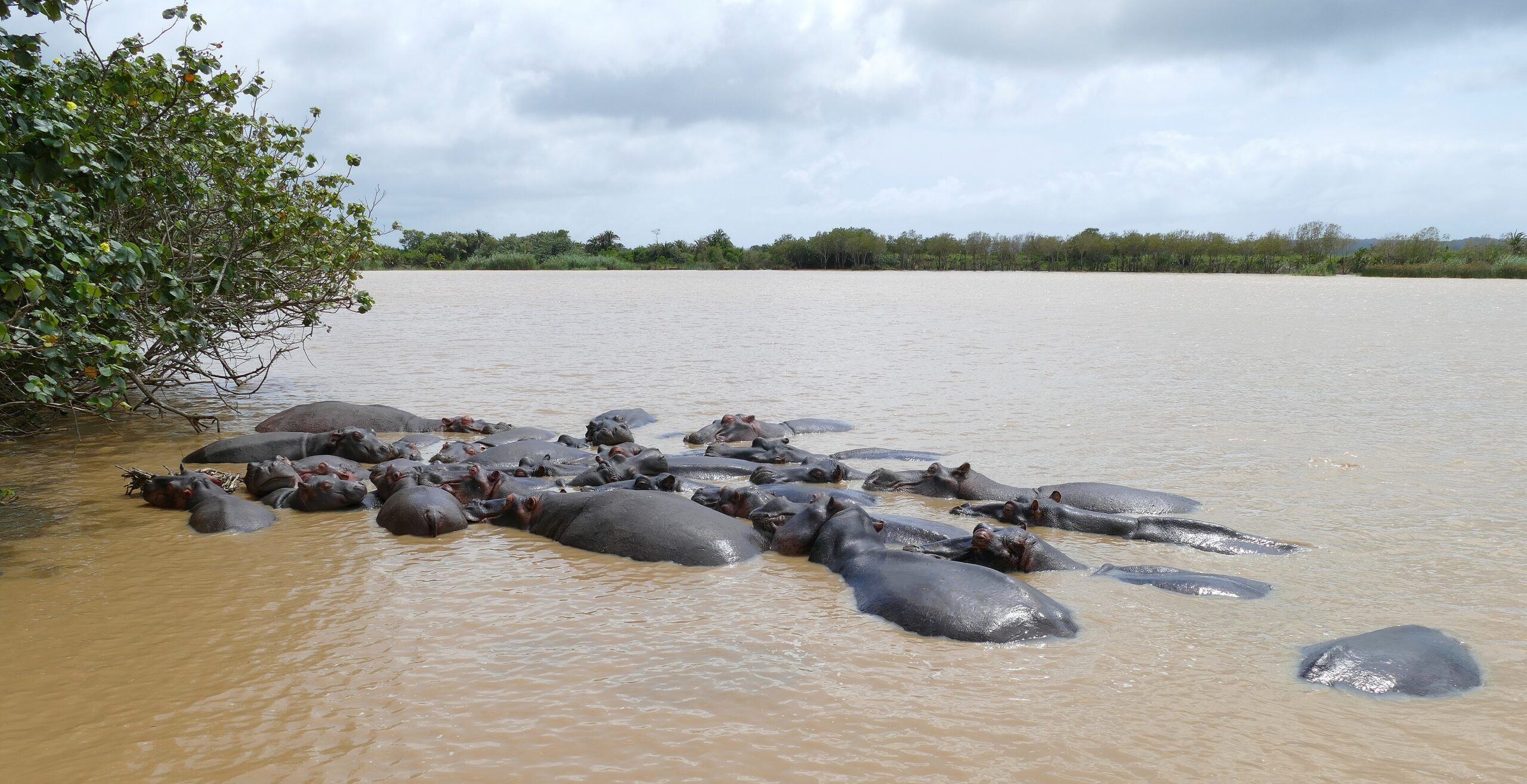 Flusspferdgruppe im Wasser am Ufer des Lake St Lucia im iSimangaliso-Feuchtgebiet bei St. Lucia, KwaZulu-Natal