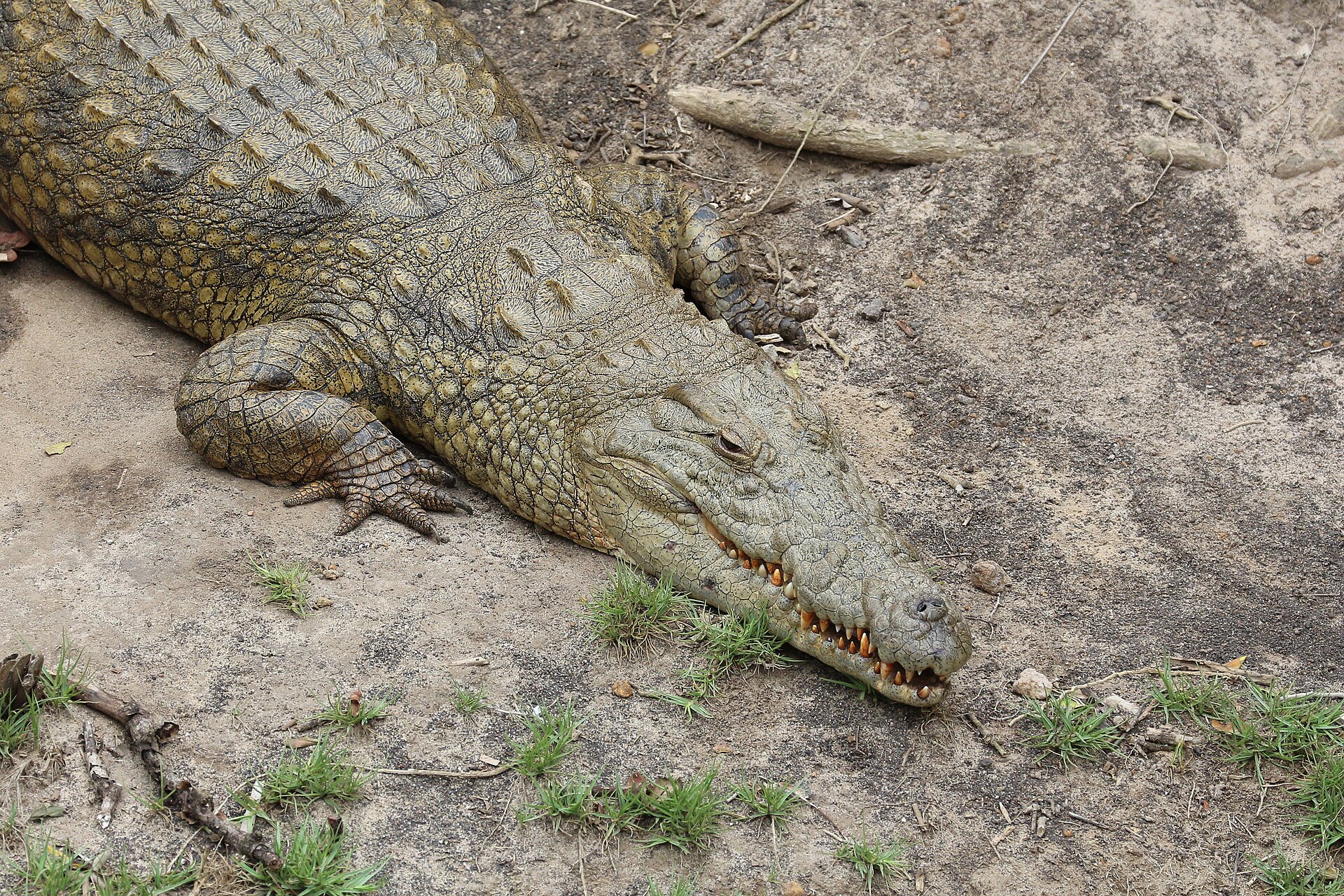 Nilkrokodil in St. Lucia