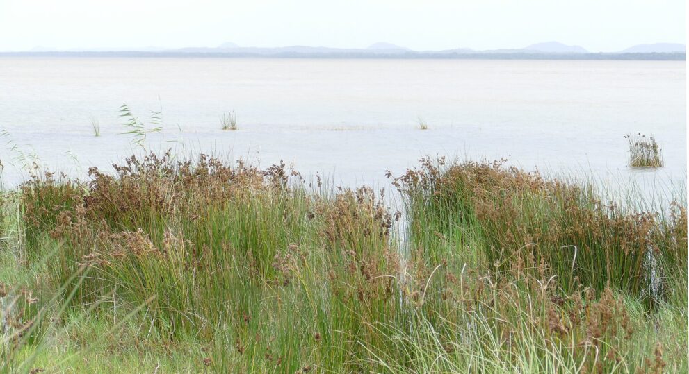 Hohe Binsen und Gräser am Ufer, dahinter eine milchig helle, weite Seefläche und ferne Hügel im Dunst.