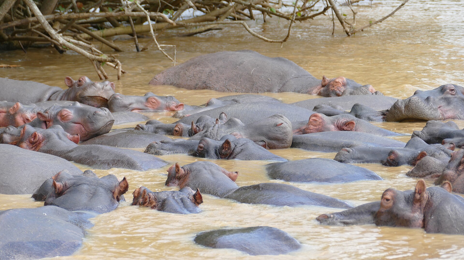 Flusspferde am Ufer des Ästuars, St. Lucia