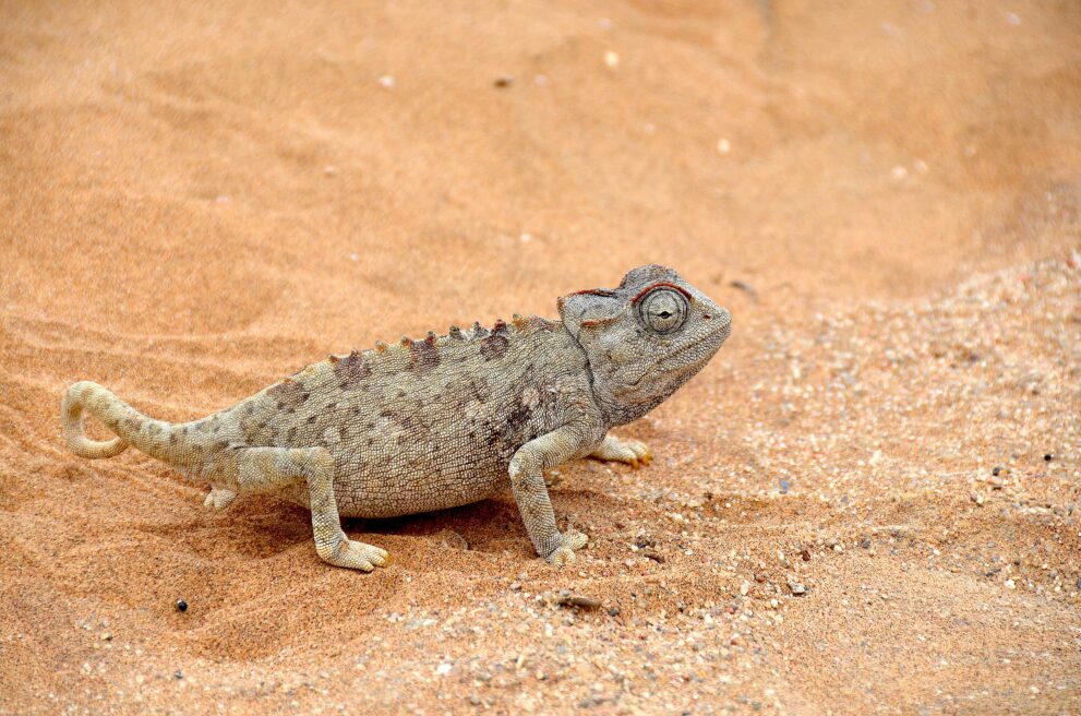 Namaqua-Chamäleon im Sand der Namib bei Swakopmund, eines der Little Five der Wüste