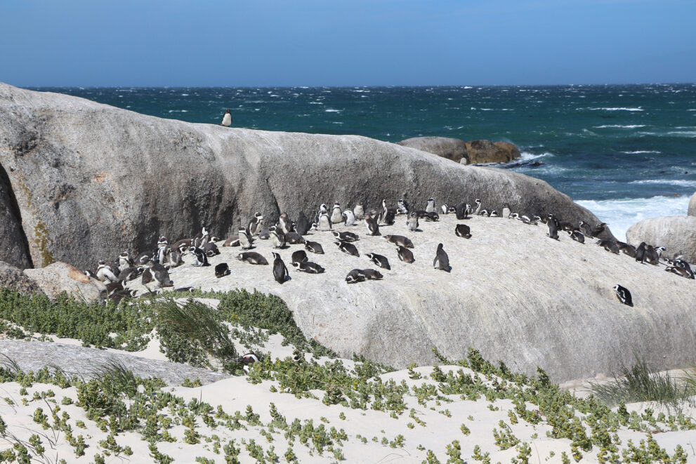 Brillenpinguine auf Granitfelsen und hellem Sand am Boulders Beach, davor Dünenpflanzen, dahinter die False Bay