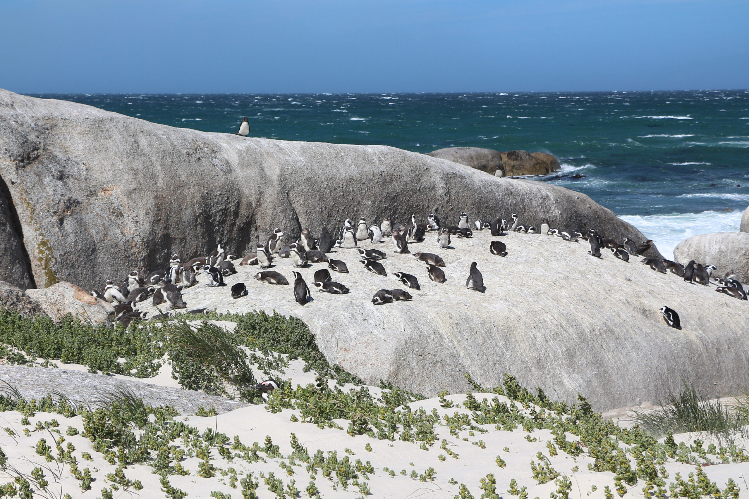 Brillenpinguine auf Granitfelsen und hellem Sand am Boulders Beach, davor Dünenpflanzen, dahinter die False Bay