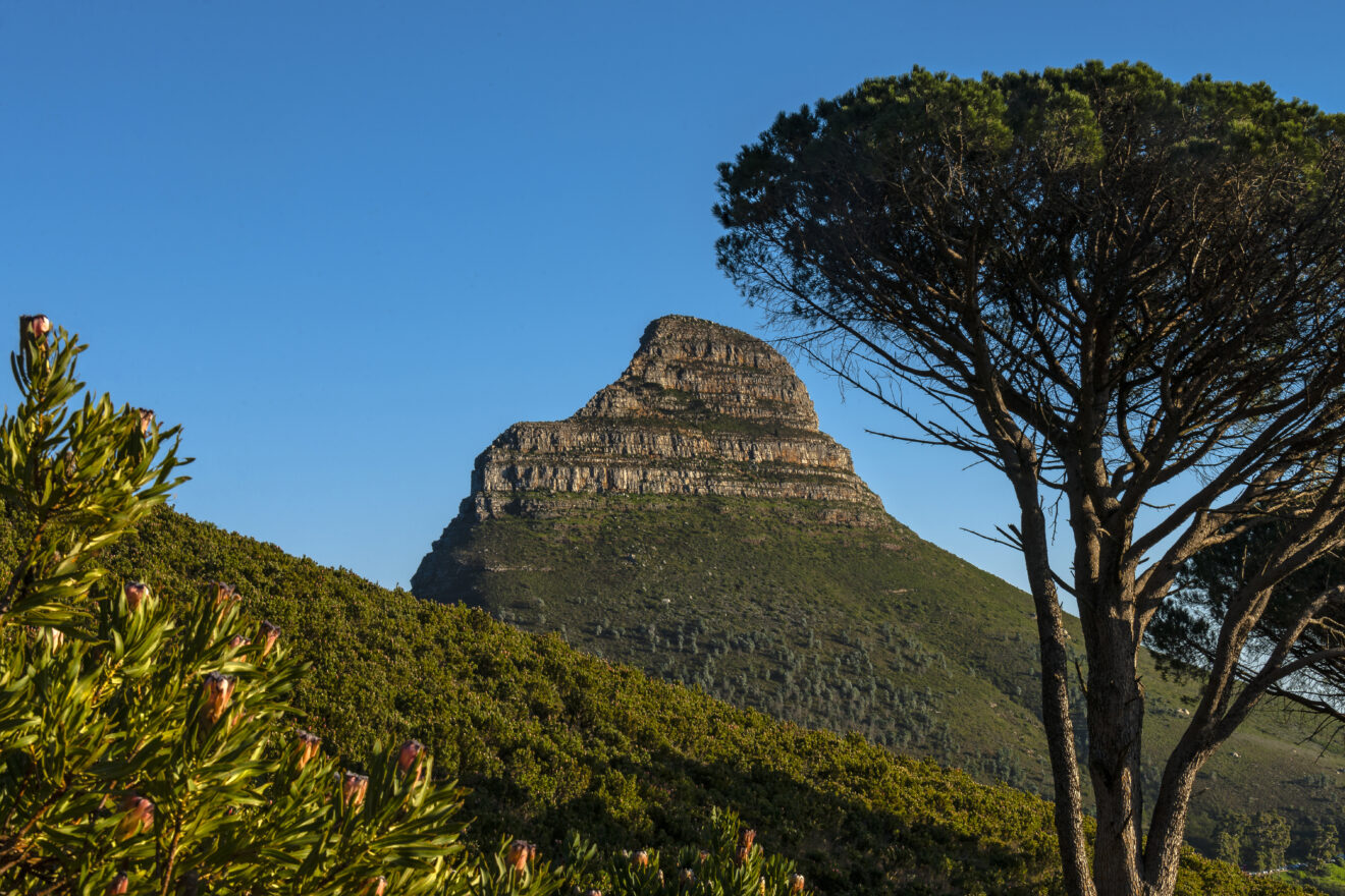 Blühender Fynbos und eine Schirmkiefer am unteren Wanderweg des Tafelbergs, dahinter der Lion's Head