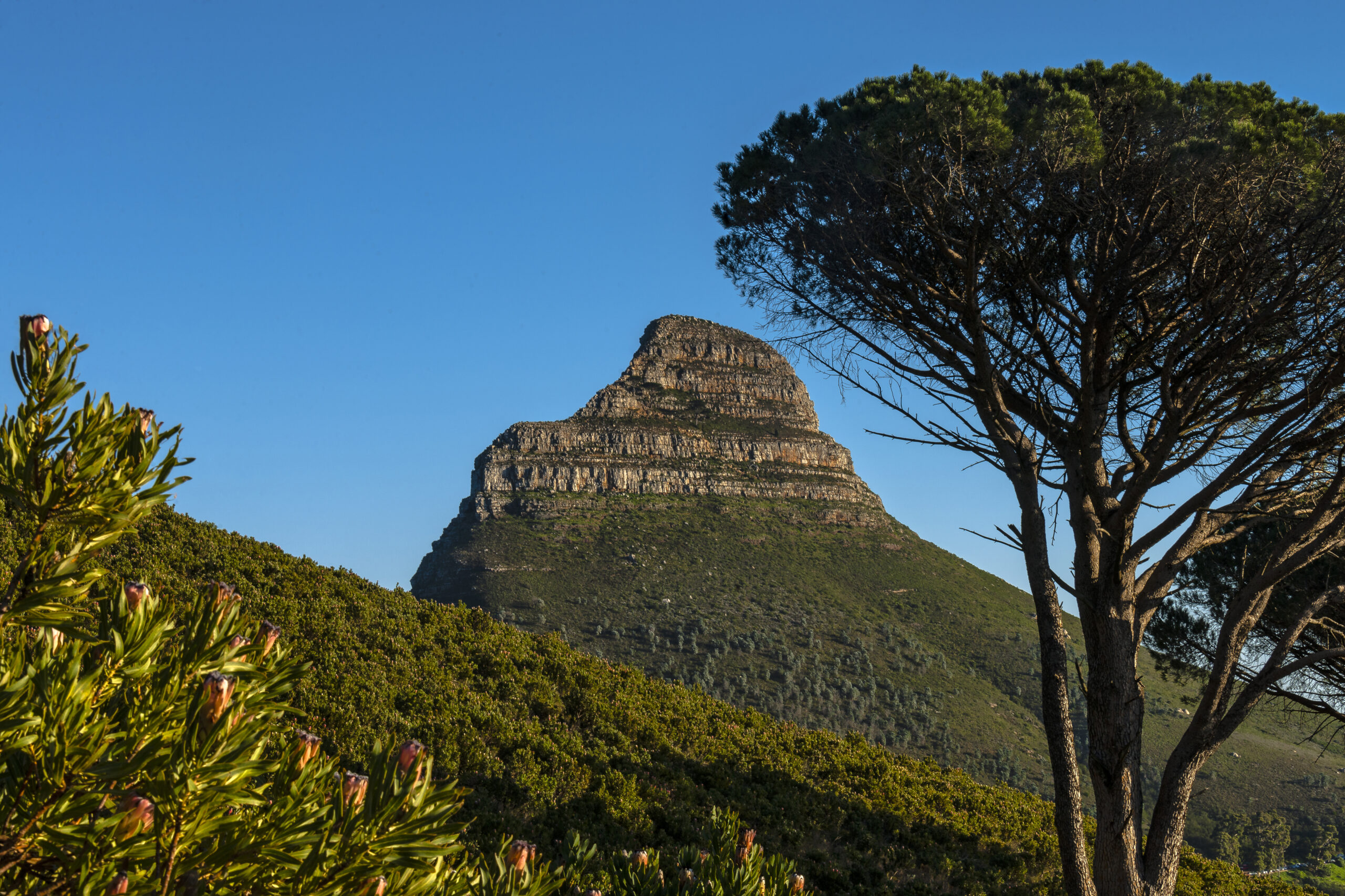 Blühender Fynbos und eine Schirmkiefer am unteren Wanderweg des Tafelbergs, dahinter der Lion's Head