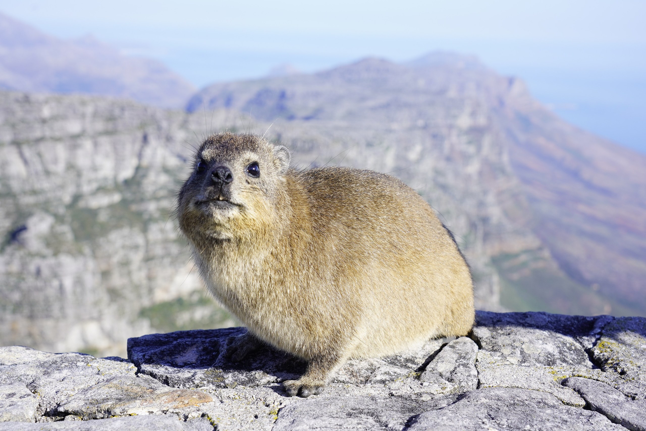 Ein Klippschliefer sitzt auf einem Felsen auf dem Tafelberg, im Hintergrund die Bergkette der Kaphalbinsel