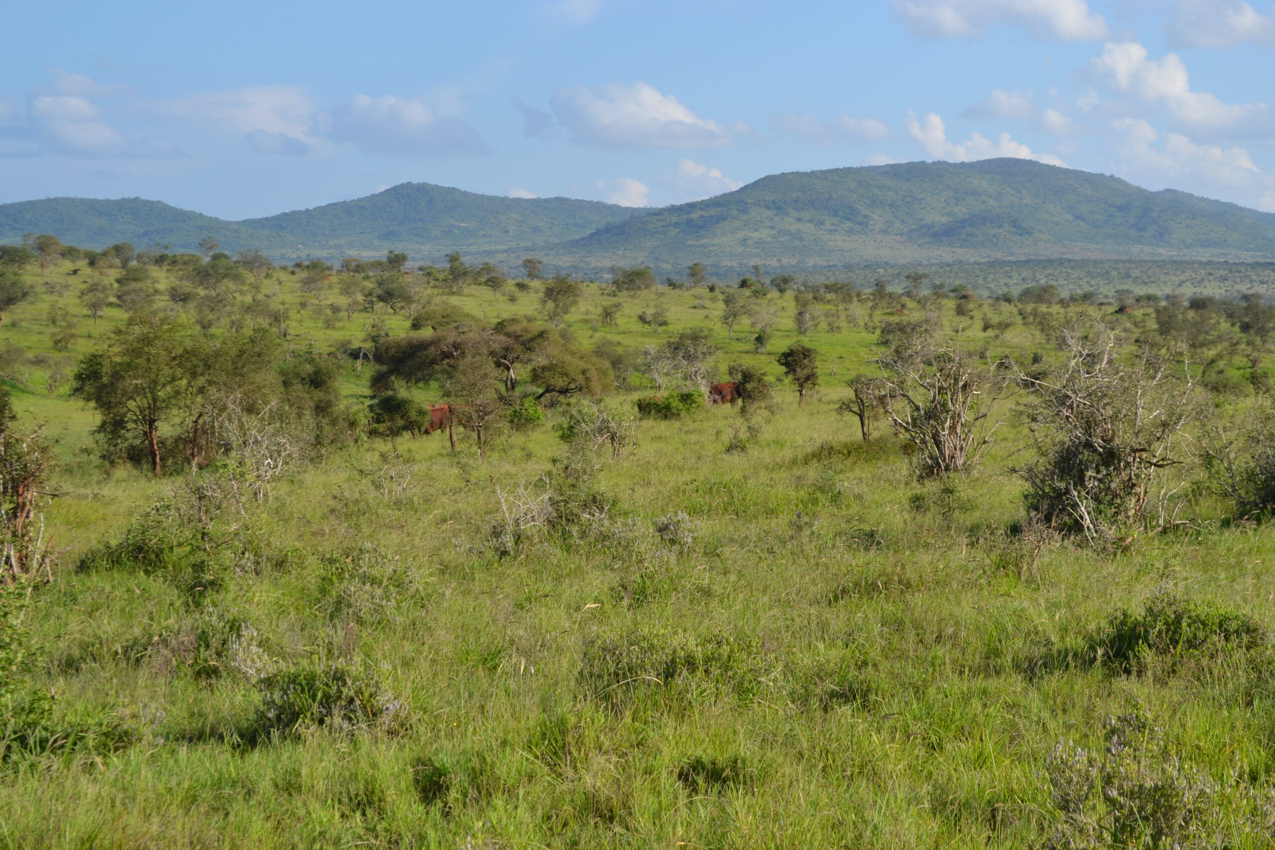 Grünes Buschland mit Akazien, darin zwei rotbraun gefärbte Elefanten, im Hintergrund bewaldete Hügel, Taita-Hills-Reservat in Kenia