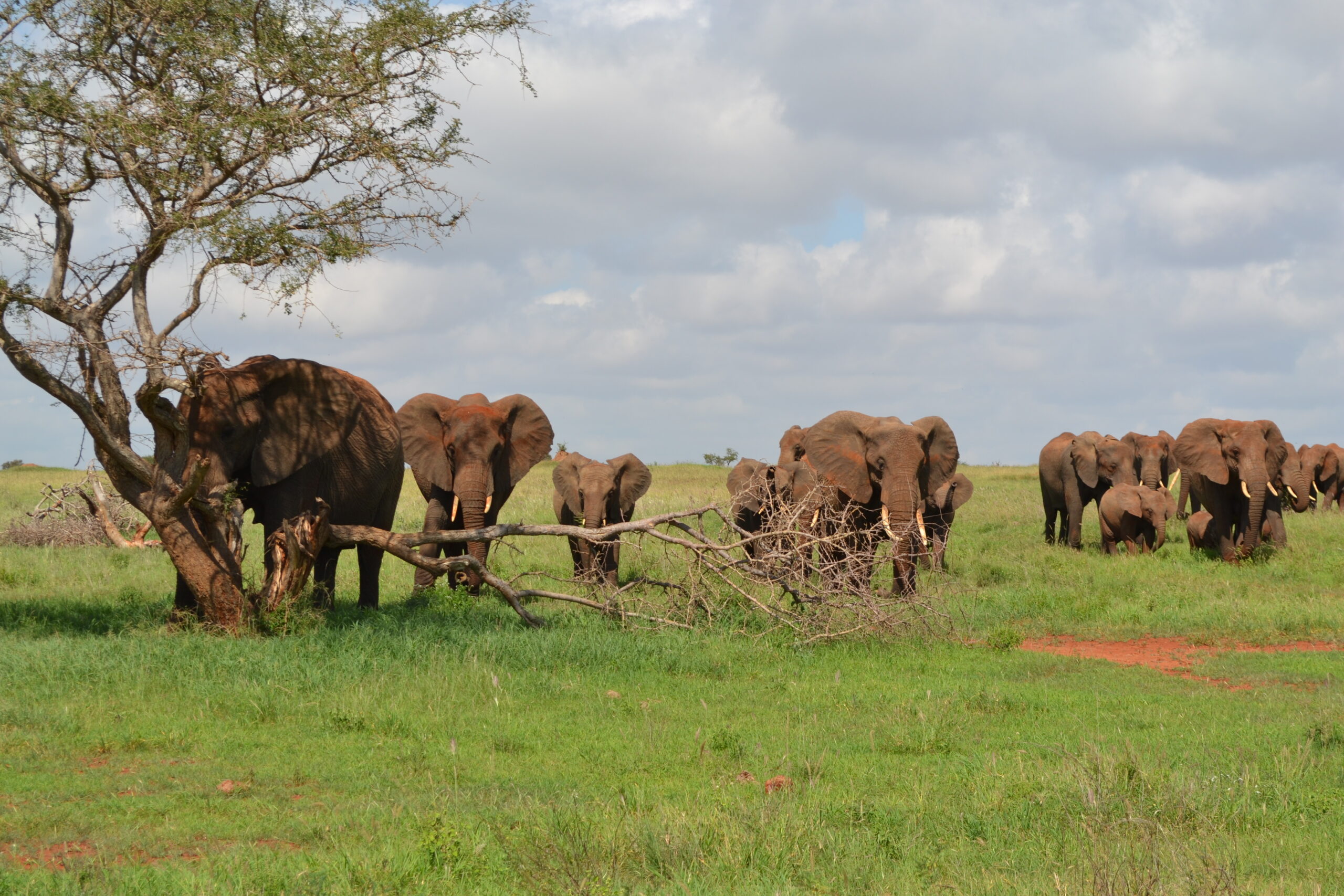 Eine Elefantenherde mit Jungtieren steht auf grünem Gras an einer umgestürzten Akazie, Taita-Hills-Reservat in Kenia