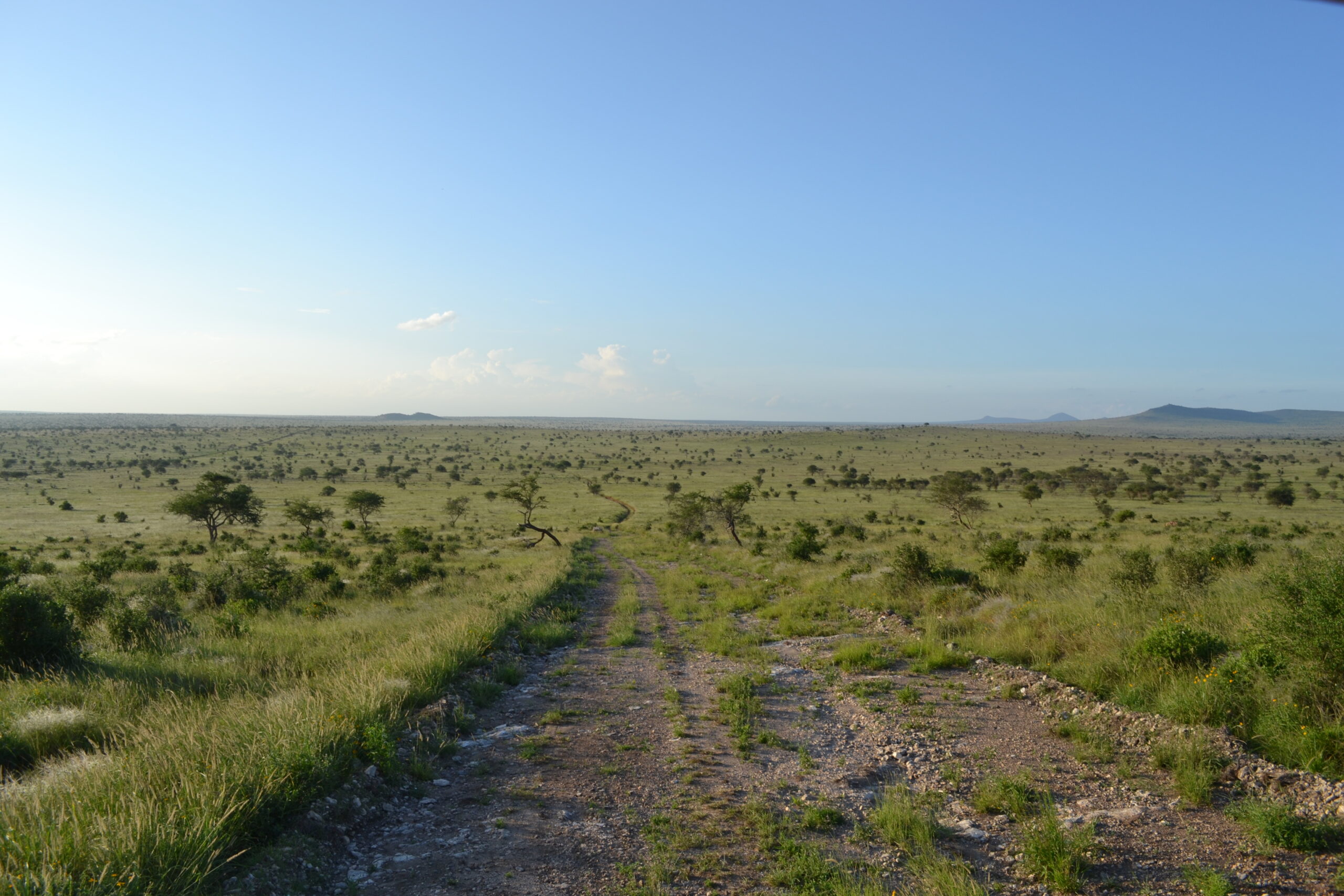 Eine unbefestigte Piste führt durch grüne Savanne mit vereinzelten Akazien, am Horizont flache Hügel, Taita-Hills-Reservat in Kenia