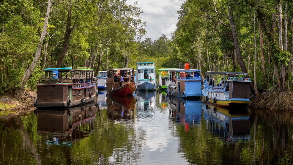 Bunte Klotok-Hausboote liegen auf einem Flussarm im Tanjung-Puting-Nationalpark auf Borneo, gesäumt von Sumpfwald
