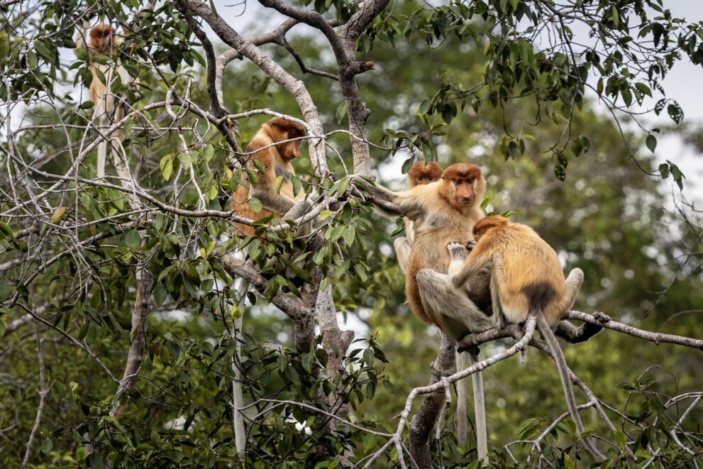 Familie von Nasenaffen in den Baumkronen des Tanjung-Puting-Nationalparks in Zentralkalimantan auf Borneo