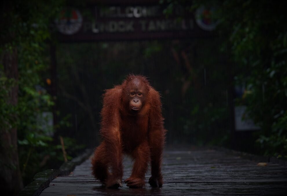 Junger Borneo-Orang-Utan läuft im Regen über den Holzsteg der Station Pondok Tanggui im Tanjung-Puting-Nationalpark