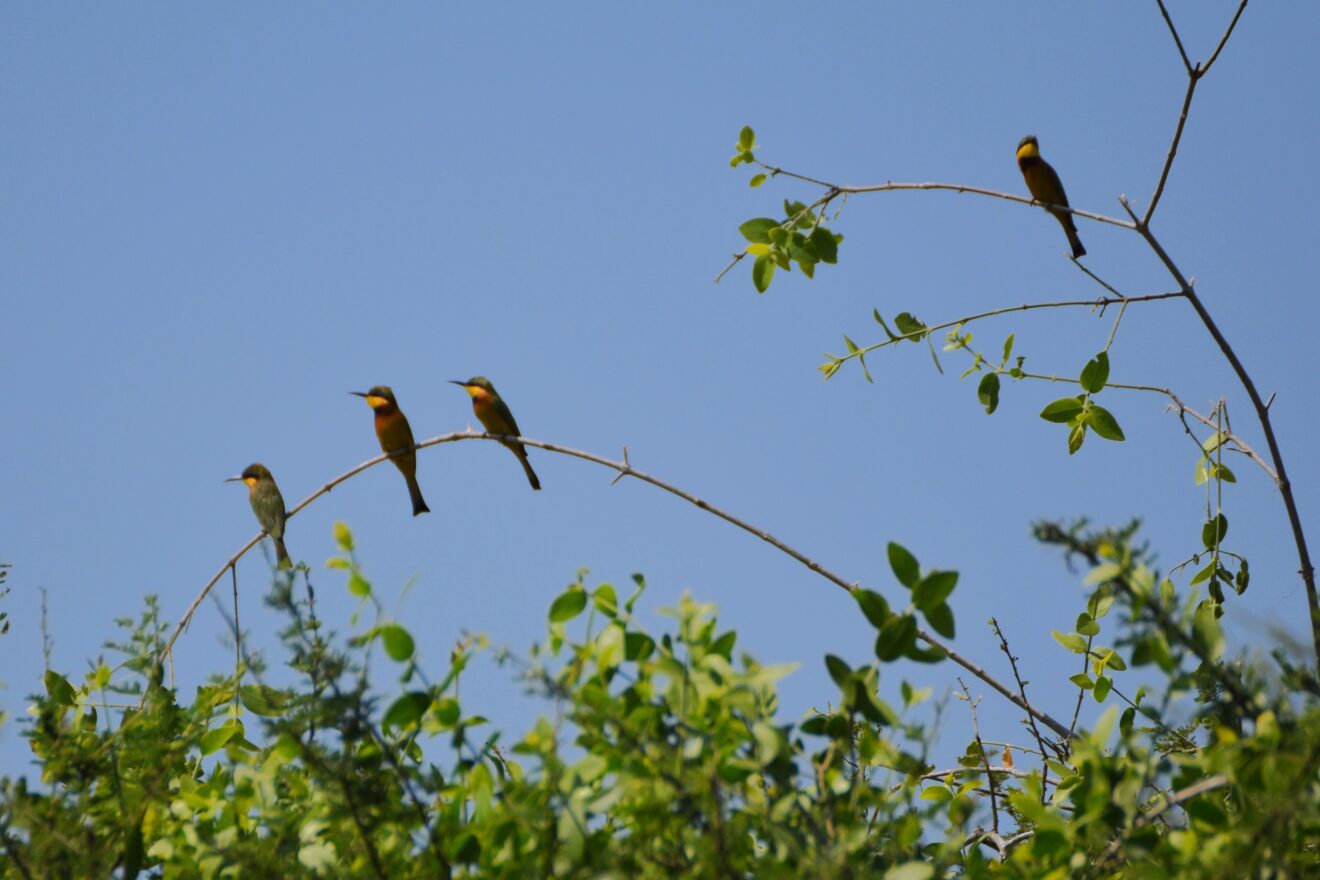 Kleine Bienenfresser sitzen auf dornigen Zweigen vor blauem Himmel, Tarangire-Nationalpark