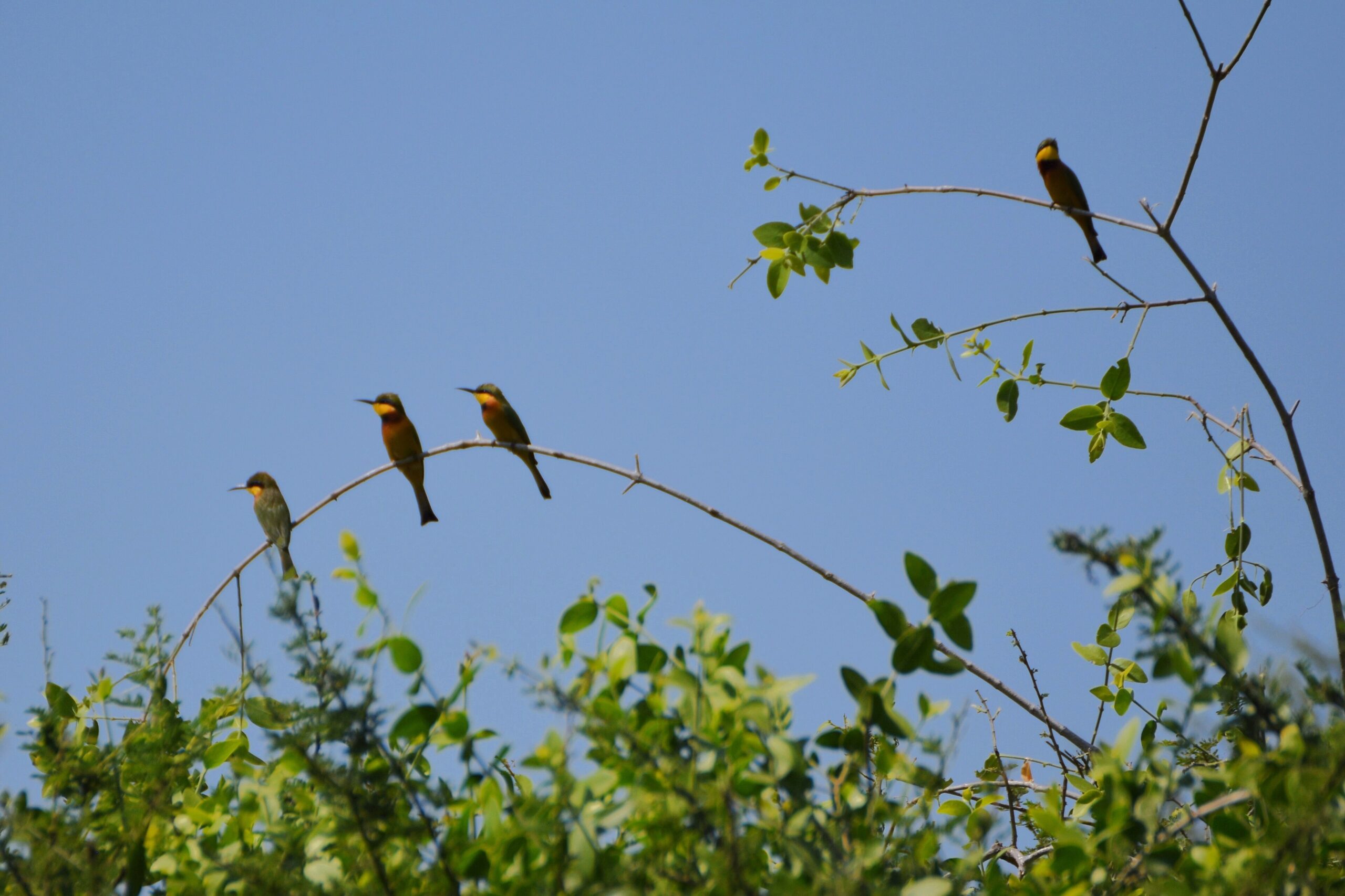 Kleine Bienenfresser sitzen auf dornigen Zweigen vor blauem Himmel, Tarangire-Nationalpark