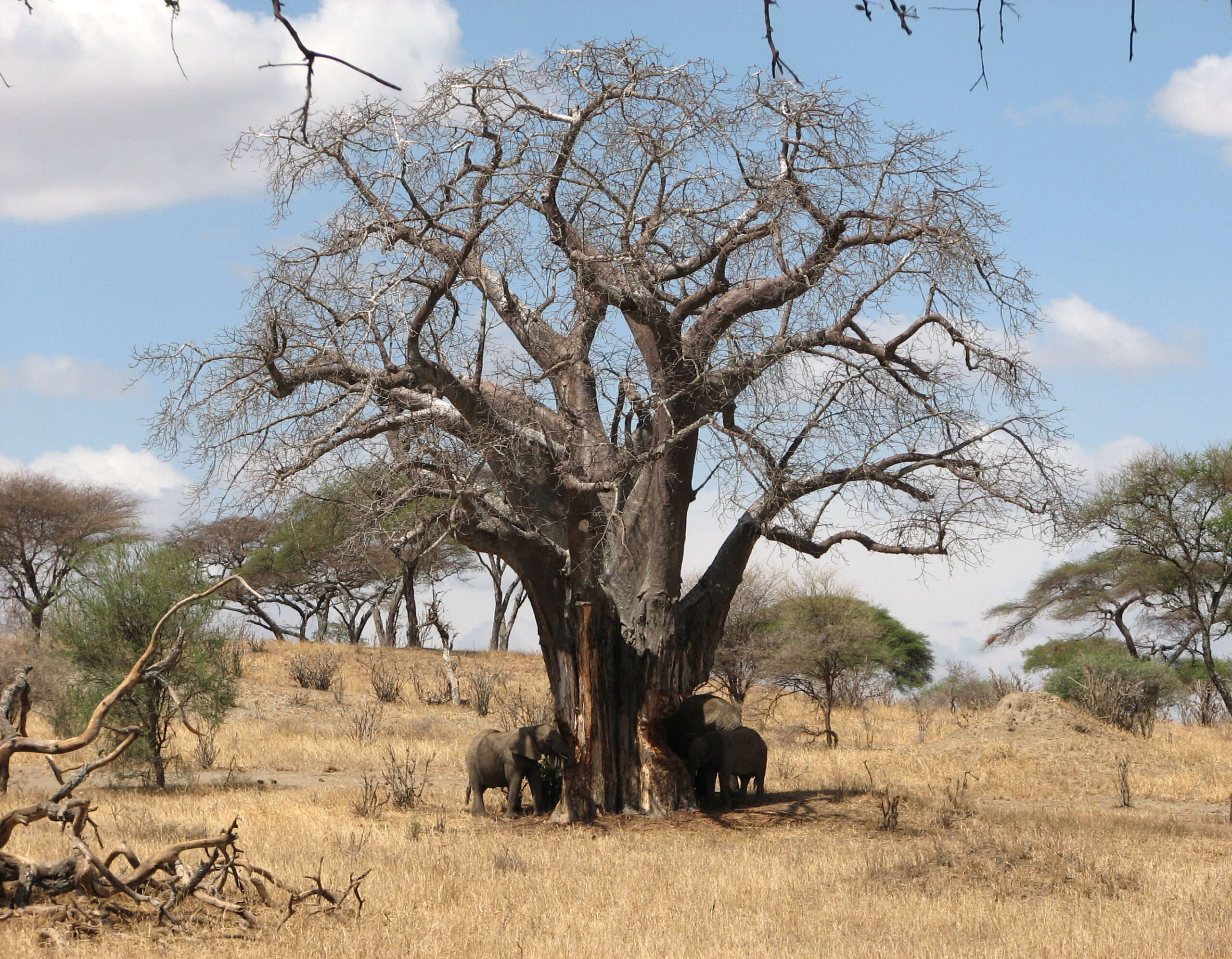 Elefanten stehen im trockenen Gras am Stamm eines großen Baobabs und fressen von seiner Rinde, Tarangire-Nationalpark
