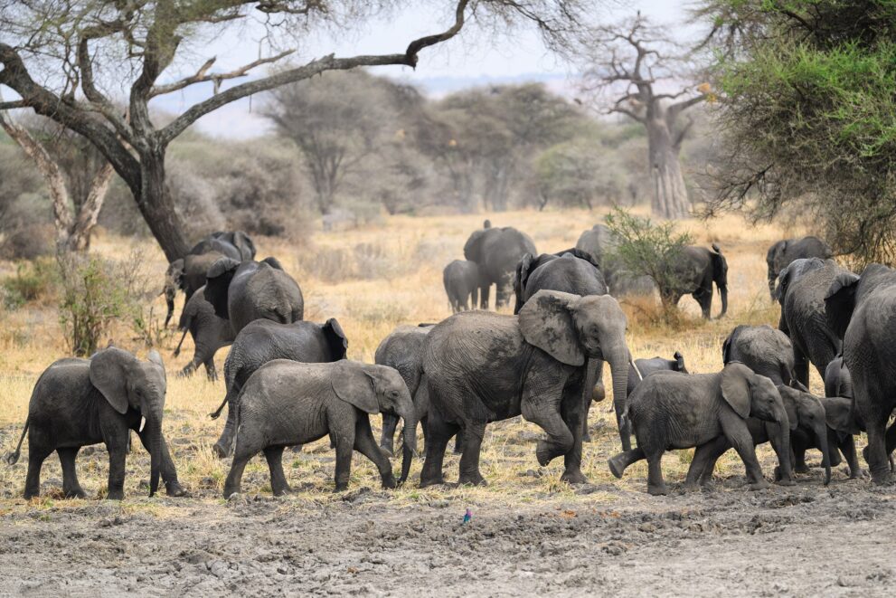 Elefantenherde mit Jungtieren zieht durch den Tarangire-Nationalpark in Tansania, im Hintergrund ein Baobab