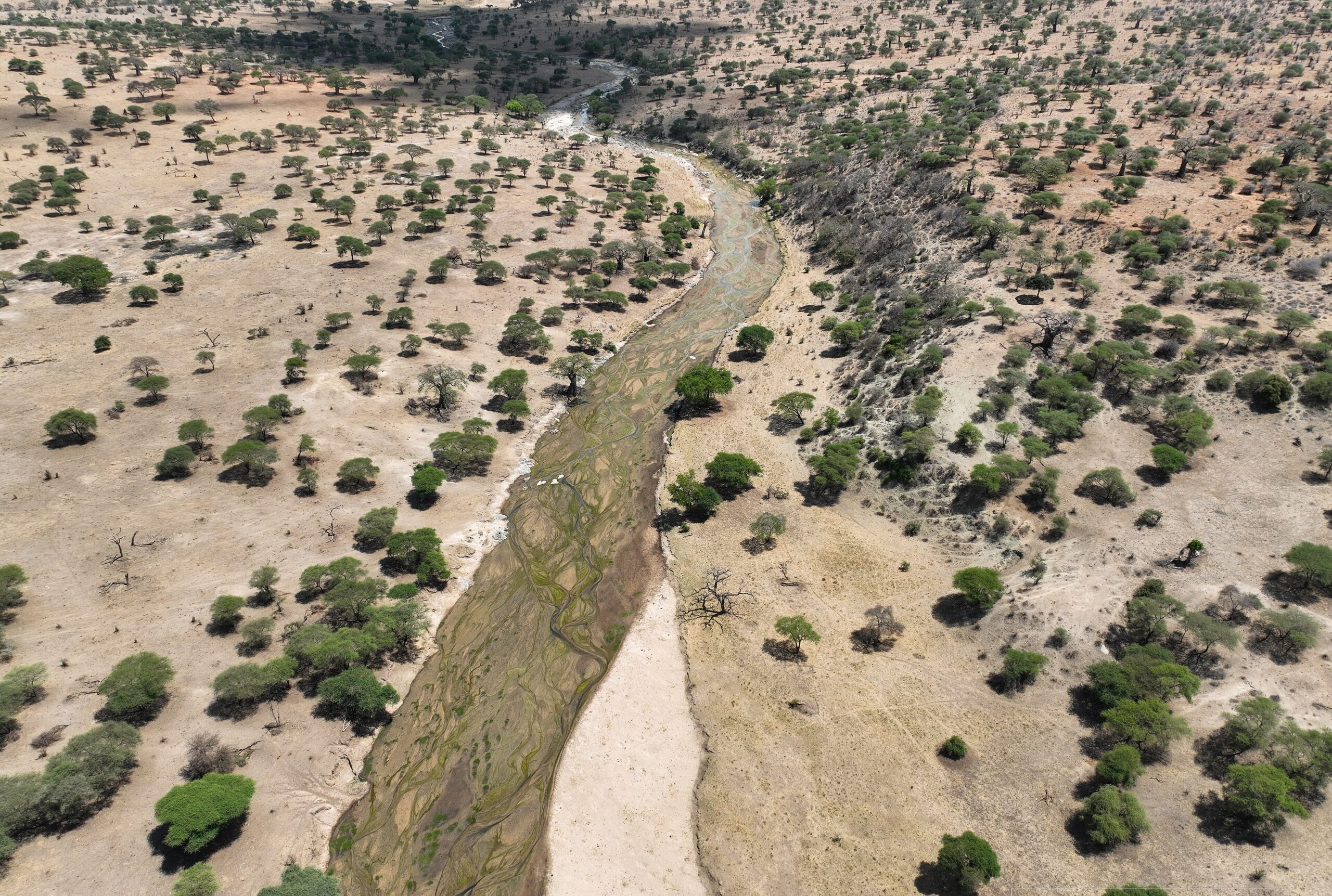 Blick von oben auf das fast trockene Bett des Tarangire-Flusses zwischen Akazien und Baobabs, Tarangire-Nationalpark