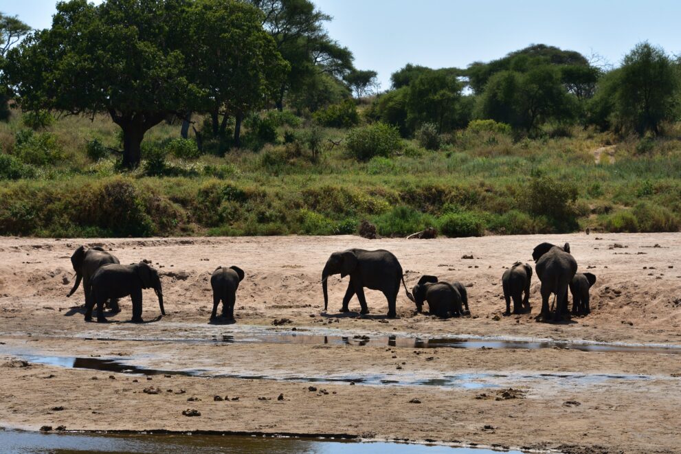 Elefantenfamilie zieht durch das sandige Flussbett des Tarangire im Tarangire-Nationalpark in Tansania