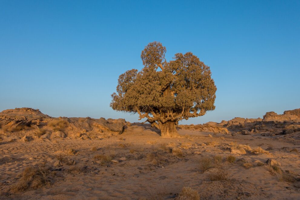 Saharazypresse Tarout auf dem Plateau des Tassili n Ajjer im Abendlicht