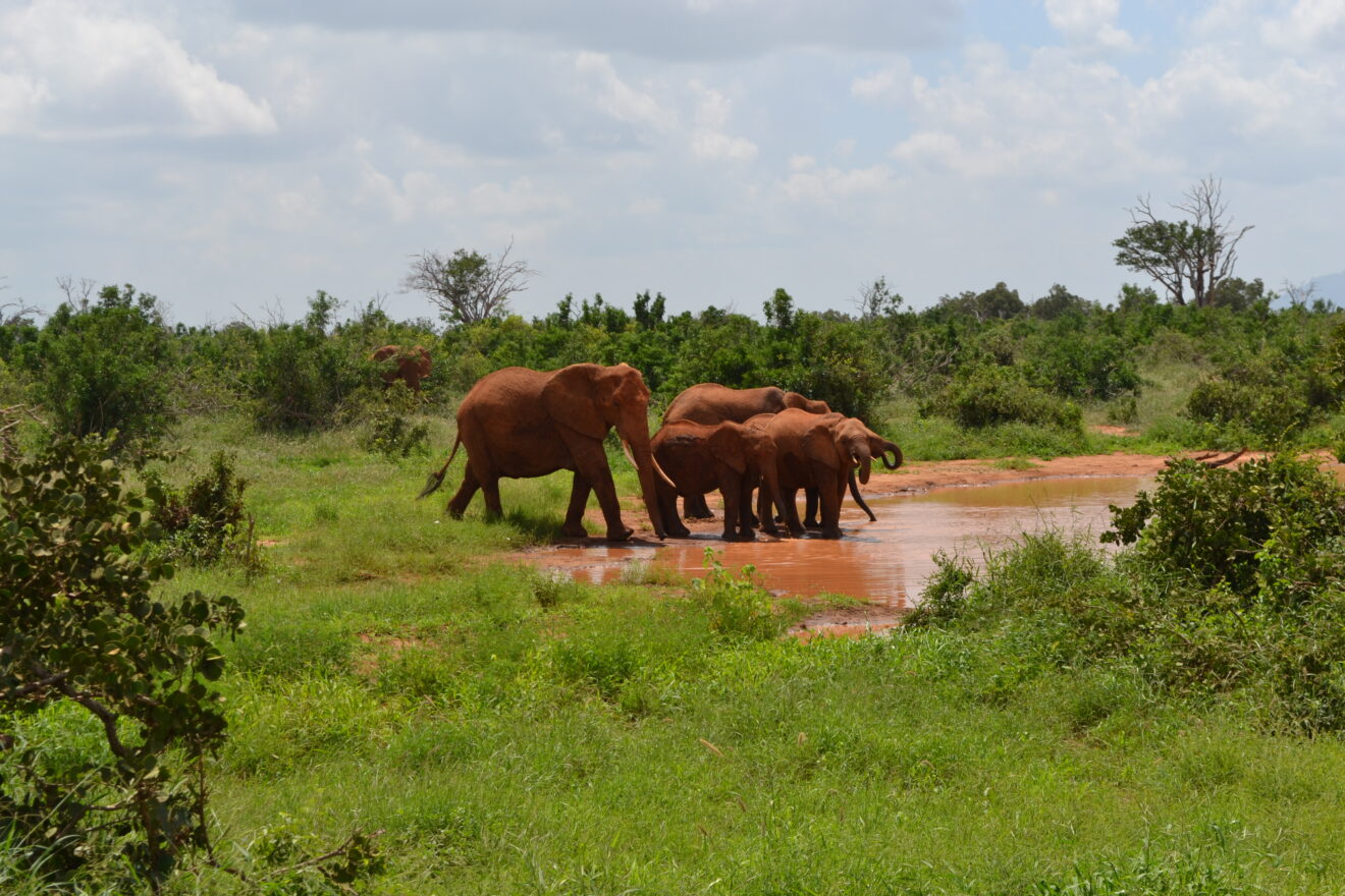 Eine Elefantengruppe trinkt aus einer rotbraunen Wasserstelle neben einer Piste, ringsum grüner Busch, Tsavo-Ost-Nationalpark