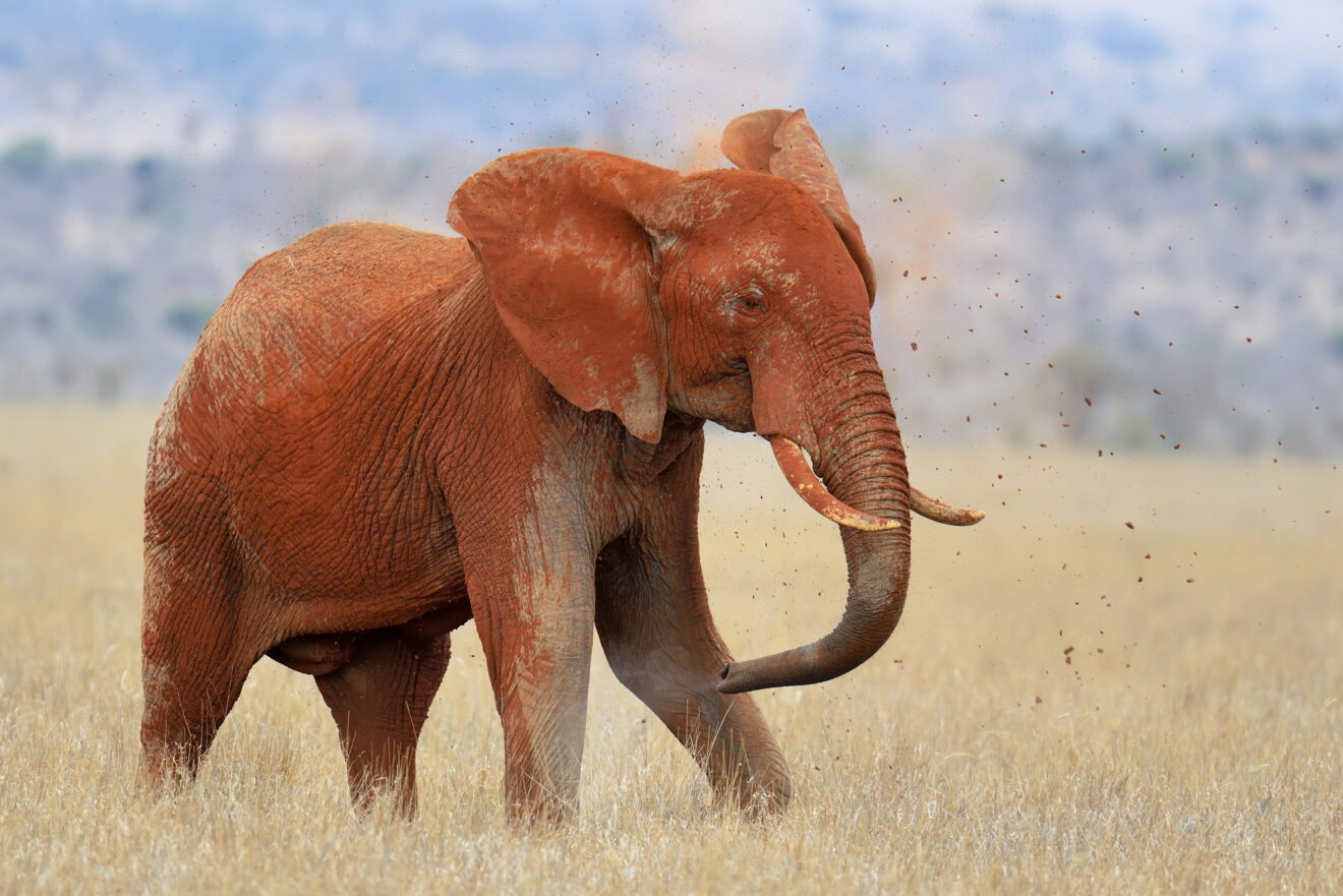 Ein rot eingestaubter Elefant wirft mit dem Rüssel roten Staub über sich, im Hintergrund trockenes Gras, Tsavo-Ost-Nationalpark