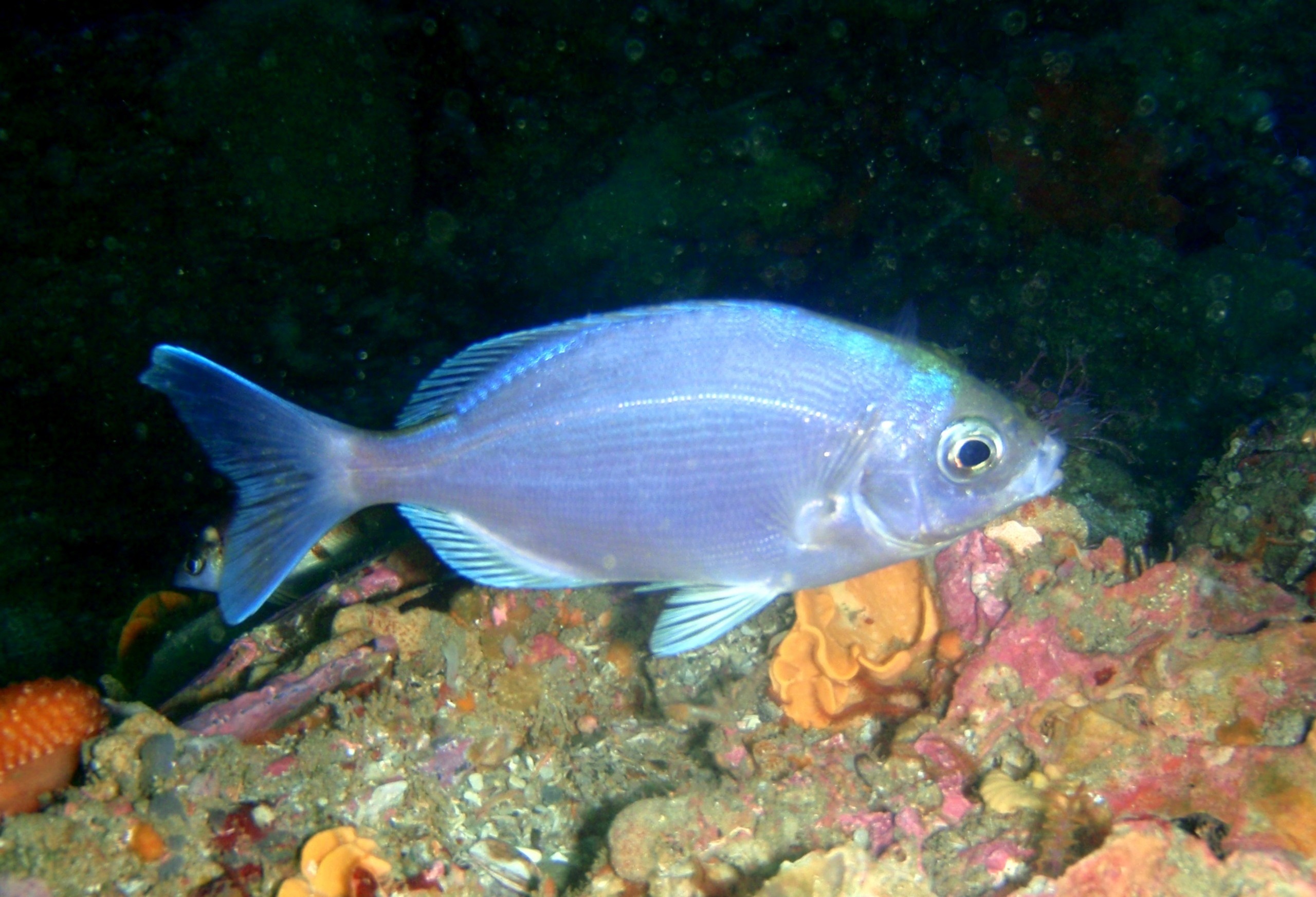 Ein silberblauer Fisch, ein Blue Hottentot, schwimmt über einem bunt bewachsenen Riff