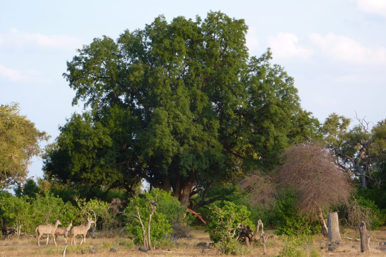 Drei Kudus und Perlhühner vor einem großen, dicht belaubten Mashatu-Baum, Mashatu Game Reserve im Tuli-Block