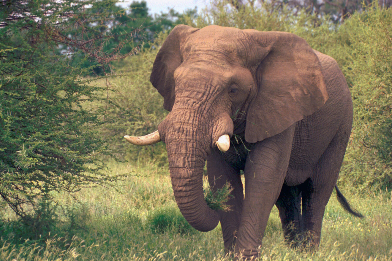 Elefantenbulle mit Zweigen im Rüssel zwischen grünen Büschen, Mashatu Game Reserve im Tuli-Block
