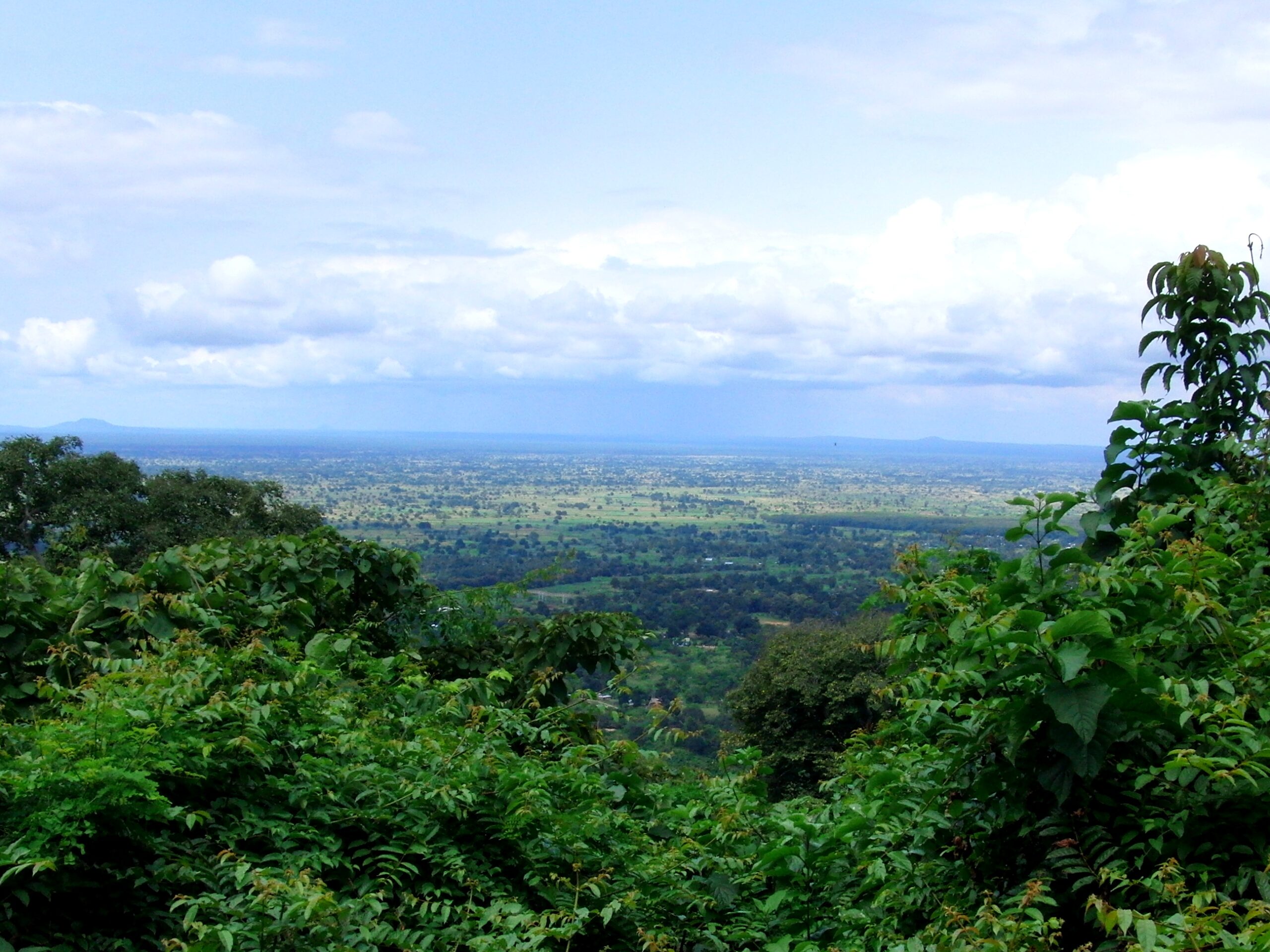 Blick über dichtes Blattwerk hinunter in eine weite, grüne Ebene mit Feldern und Baumgruppen, Udzungwa-Mountains-Nationalpark