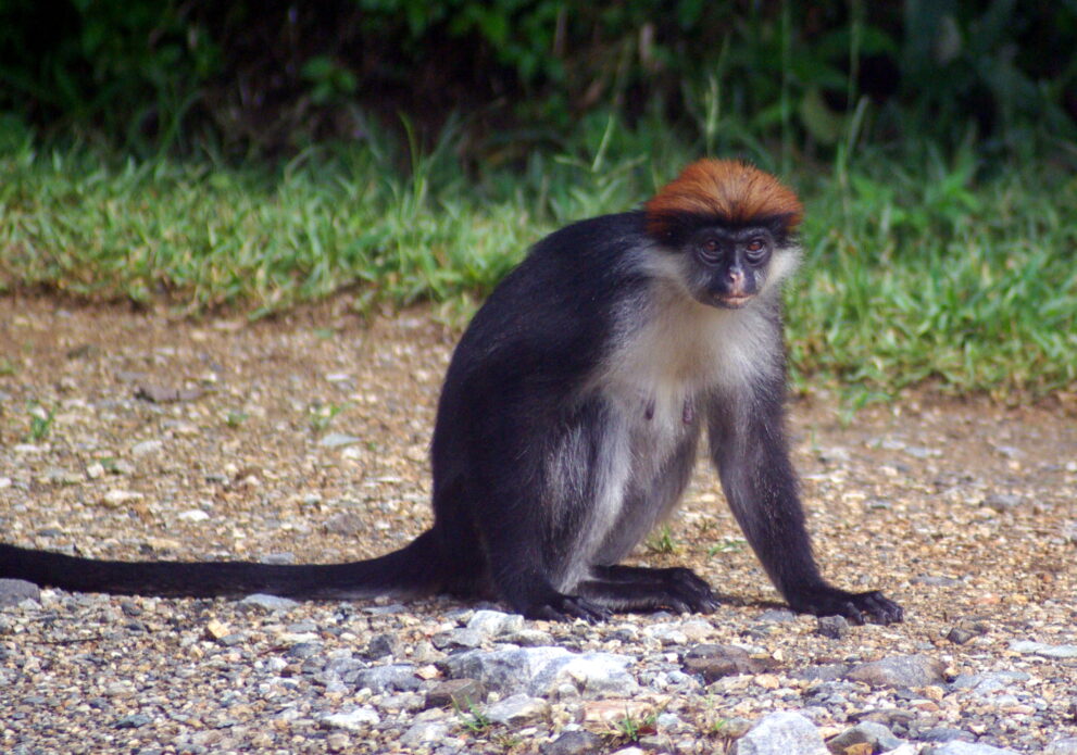 Ein Udzungwa-Rotstummelaffe mit rotbraunem Scheitel sitzt auf steinigem Boden vor einer Wiese, Udzungwa-Mountains-Nationalpark