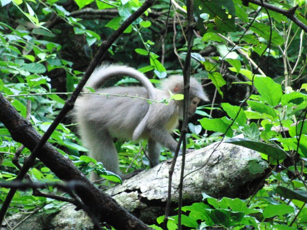 Ein grauer Sanje-Mangabe läuft über einen umgestürzten Stamm im dichten Unterholz, Udzungwa-Mountains-Nationalpark