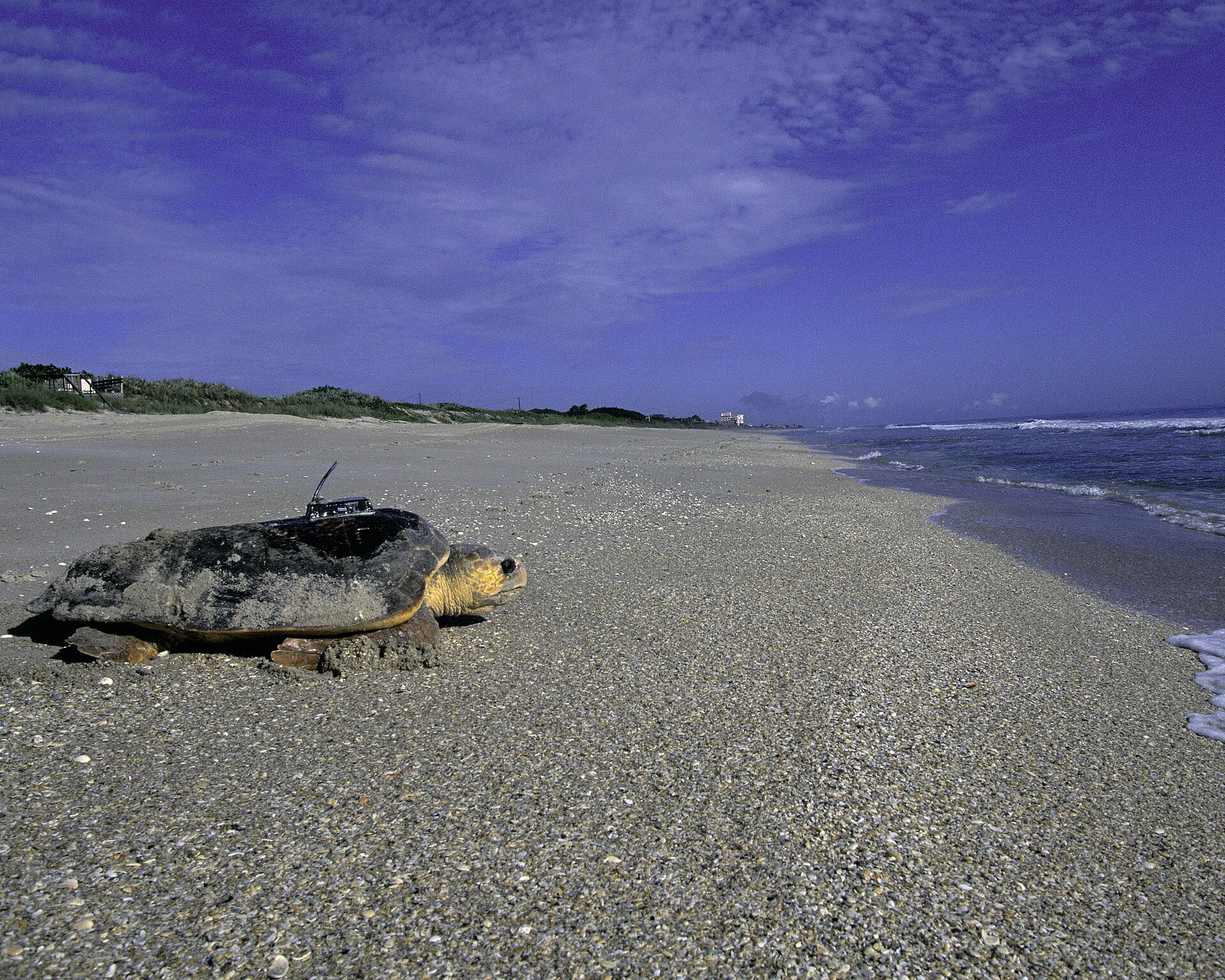 Unechte Karettschildkröte am Strand, aufgenommen in Florida