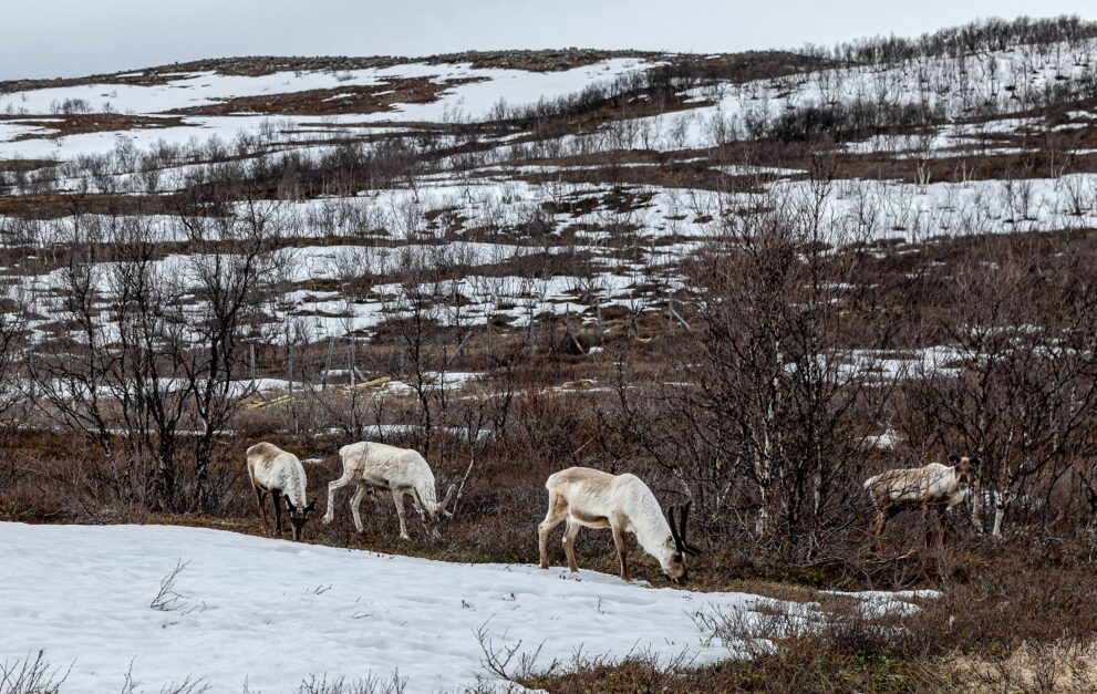Rentiere grasen im Schnee am Fjell Ailigas oberhalb von Utsjoki in Finnisch Lappland