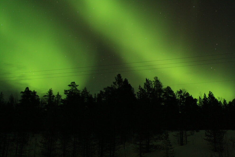 Grünes Nordlicht über Kiefern an der Straße nach Utsjoki in Finnisch Lappland