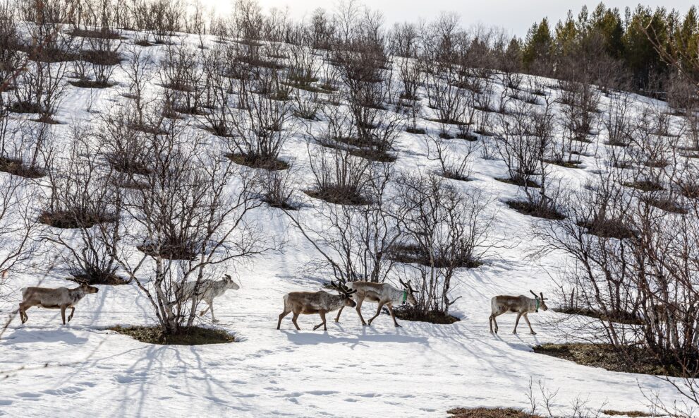 Rentiere ziehen durch verschneiten Fjellbirkenwald bei Utsjoki in Finnisch Lappland