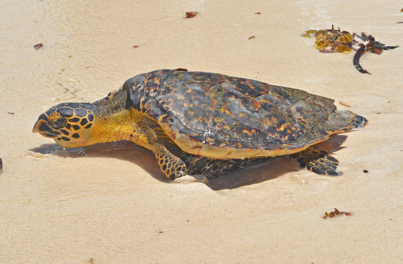 Eine Echte Karettschildkröte mit braun gemustertem Panzer kriecht über hellen Sand, Strand von Watamu