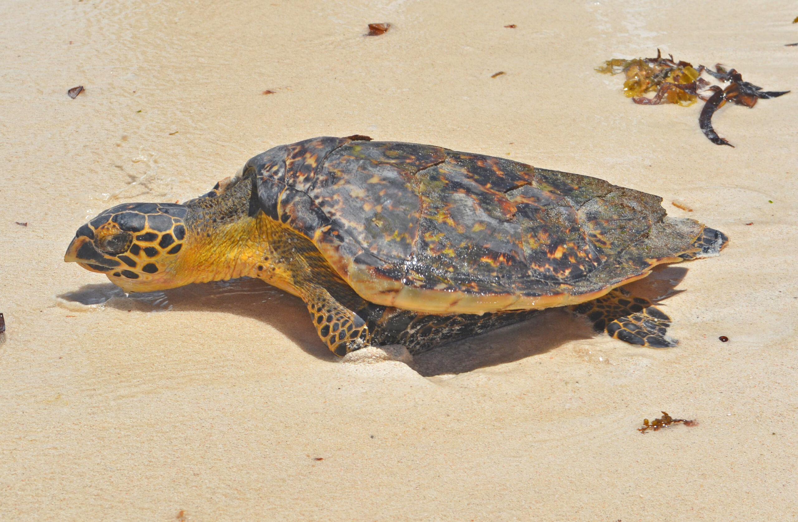 Eine Echte Karettschildkröte mit braun gemustertem Panzer kriecht über hellen Sand, Strand von Watamu